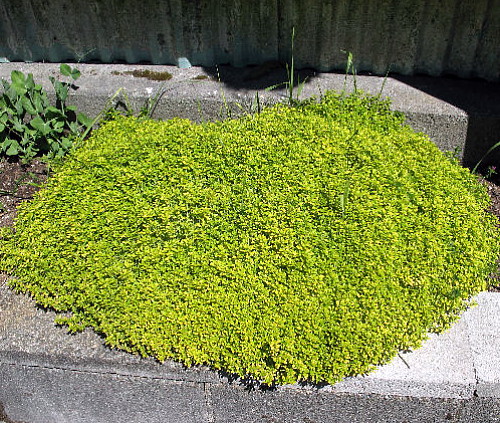 Edible Plants