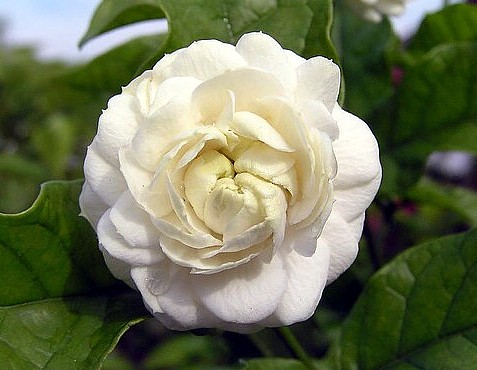 Hirts: Jasmine Arabian Jasmine Plant - Grand Duke of Tuscany - Fragrant - 6" Pot at Sears.com
