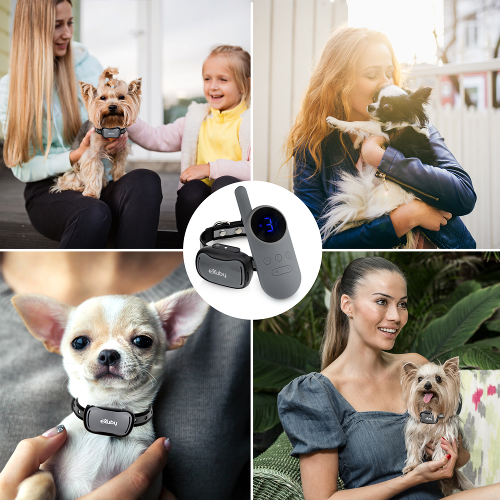 Small breed dog shock collar clearance