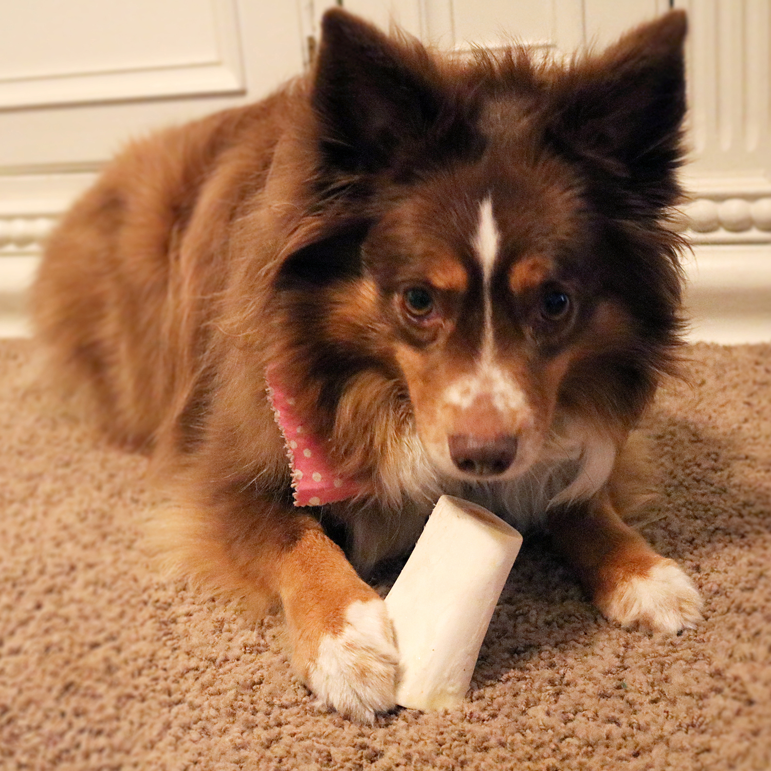 chewy louie dog bones