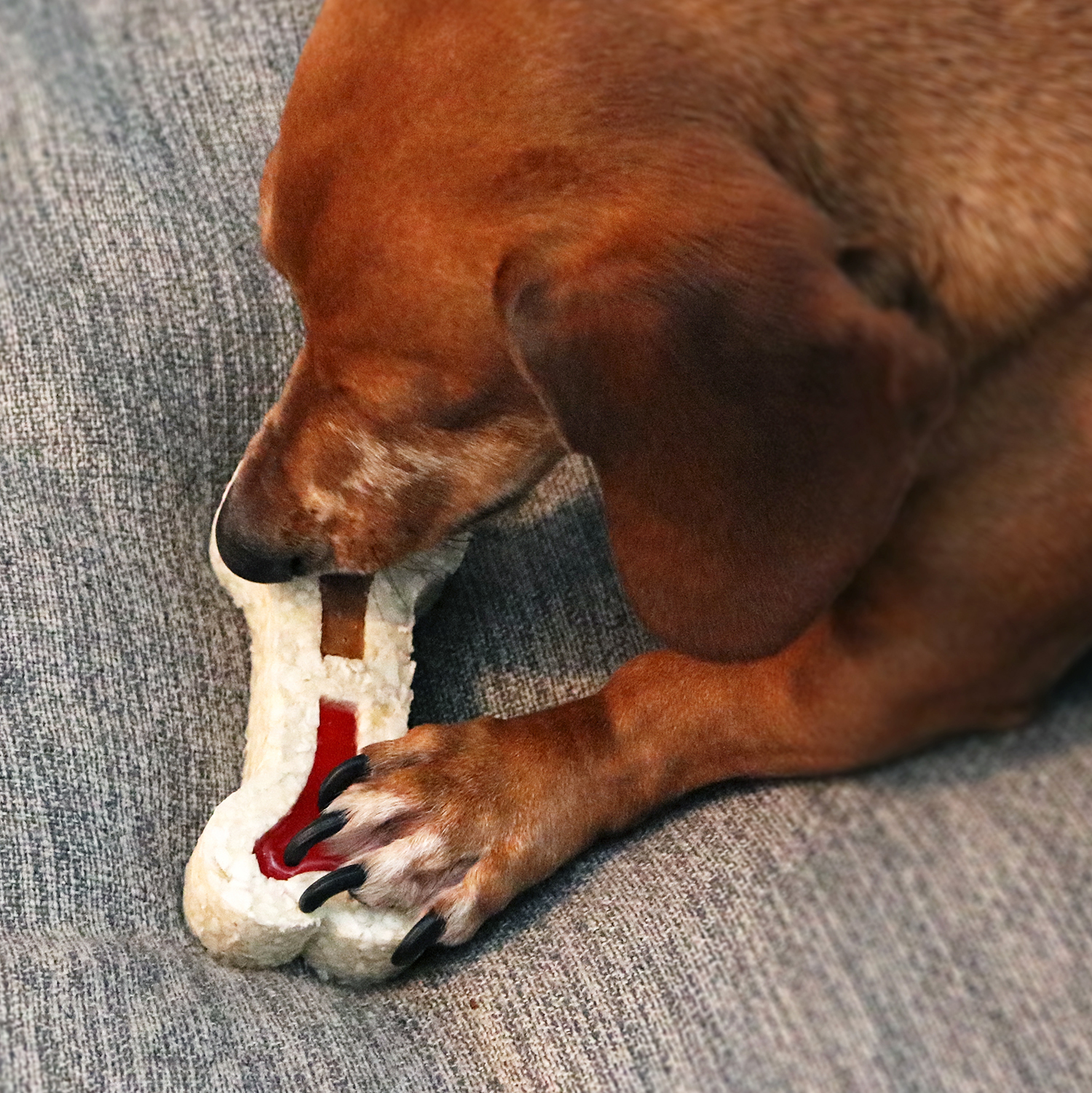 chewy louie dog bones