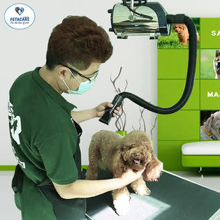 PETACARE® Professional WALL MOUNTED PET DRYER with Smart LED Display