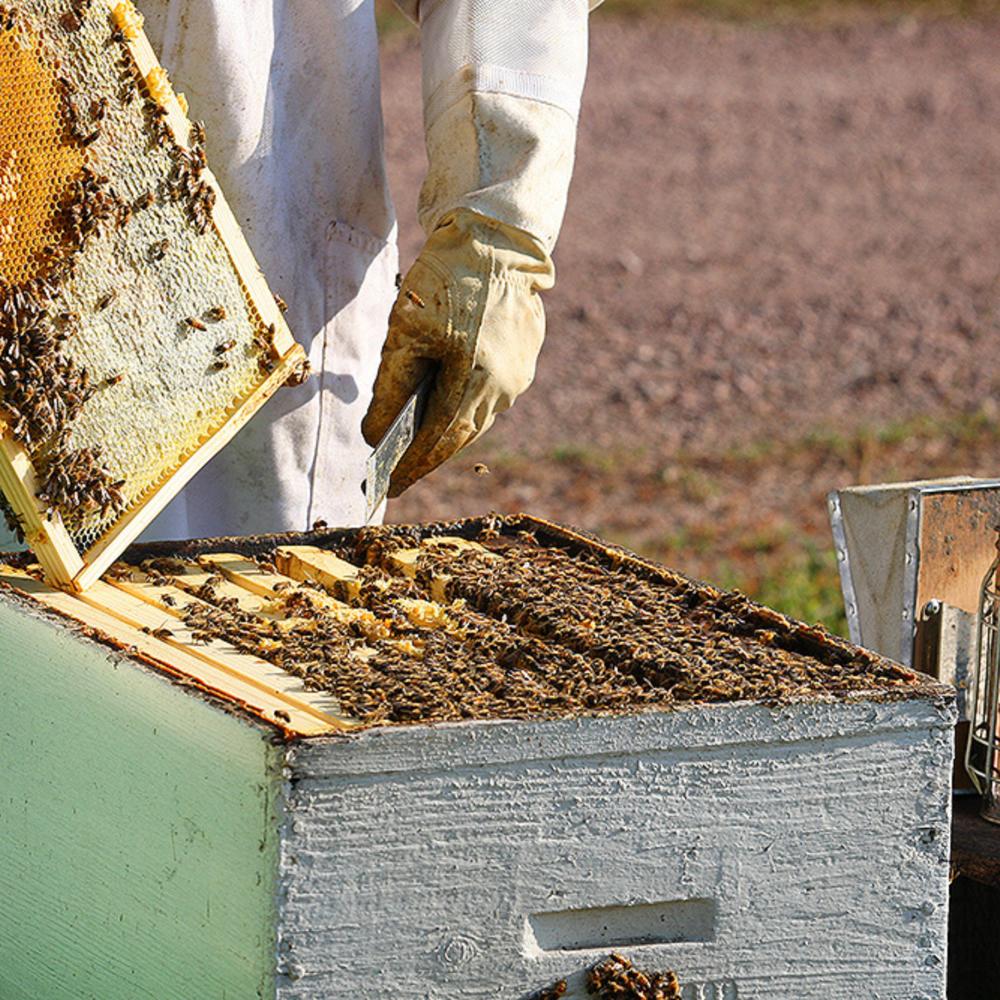 Frangiosa Farms Bee Shepherd Colorado Wildflower Honey - 100% Raw, Unfiltered, Natural Sweetness, Rich in Antioxidants - 12 Oz