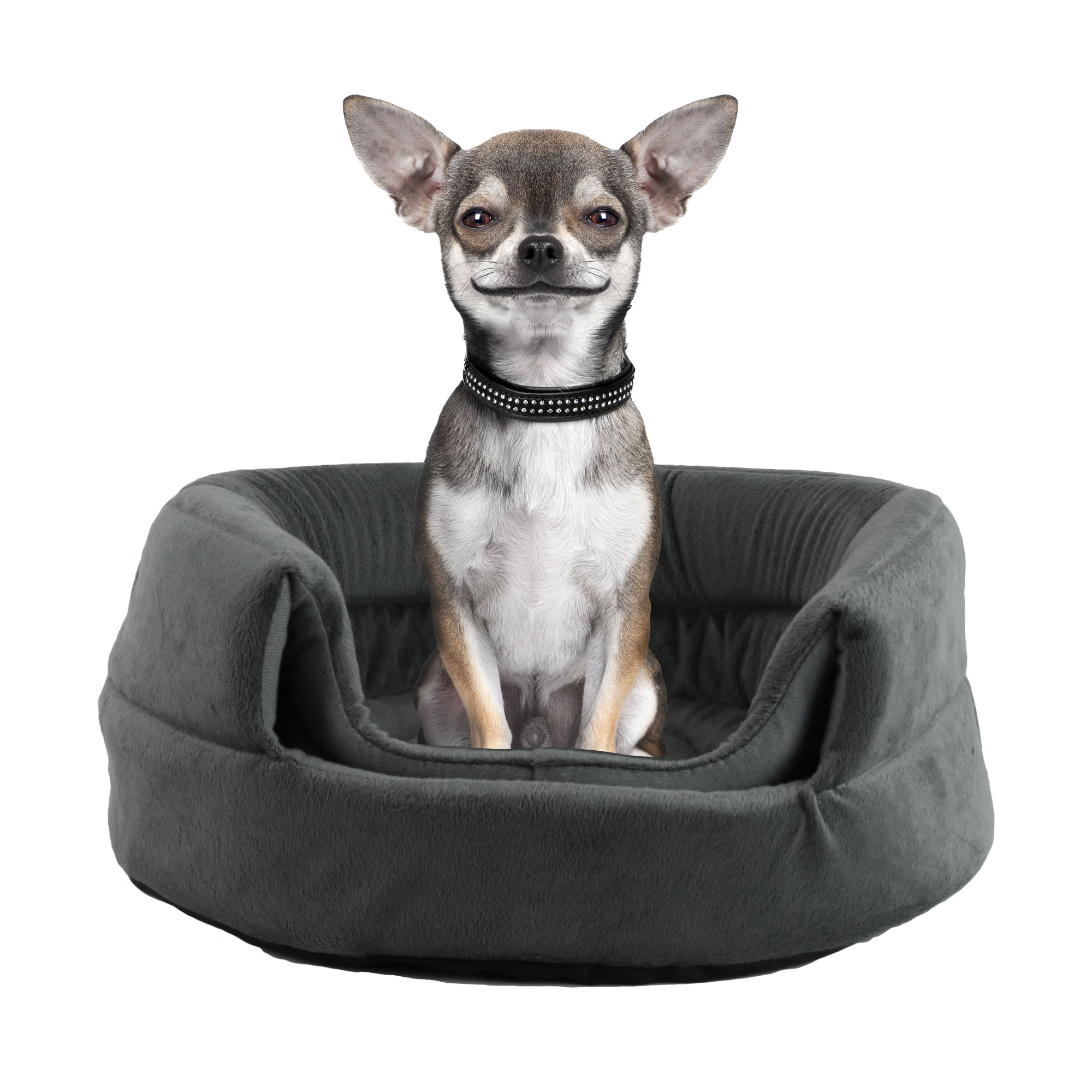 chihuahua igloo bed