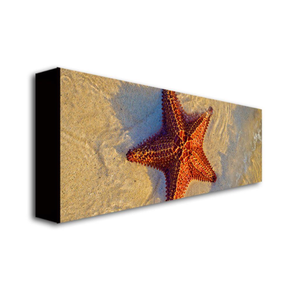 Trademark Global Preston 'Starfish' Canvas Art