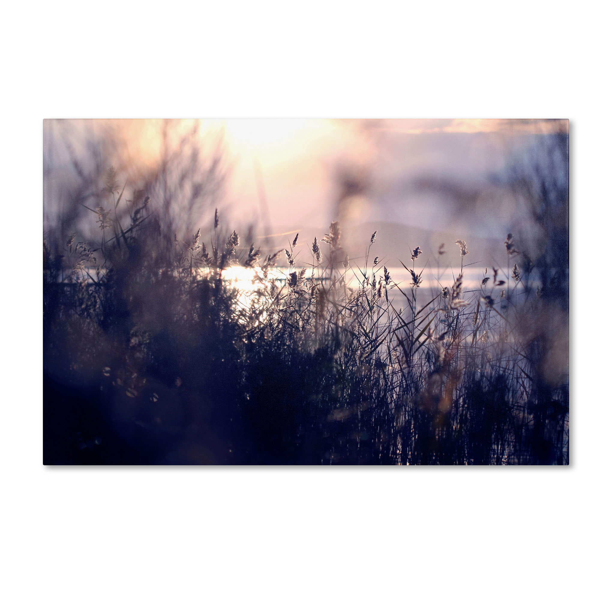 Trademark Global Beata Czyzowska Young ’Afternoon Glory’ Canvas Art Trademark Global Beata Czyzowska Young ’Afternoon Glory’ Canvas Art
