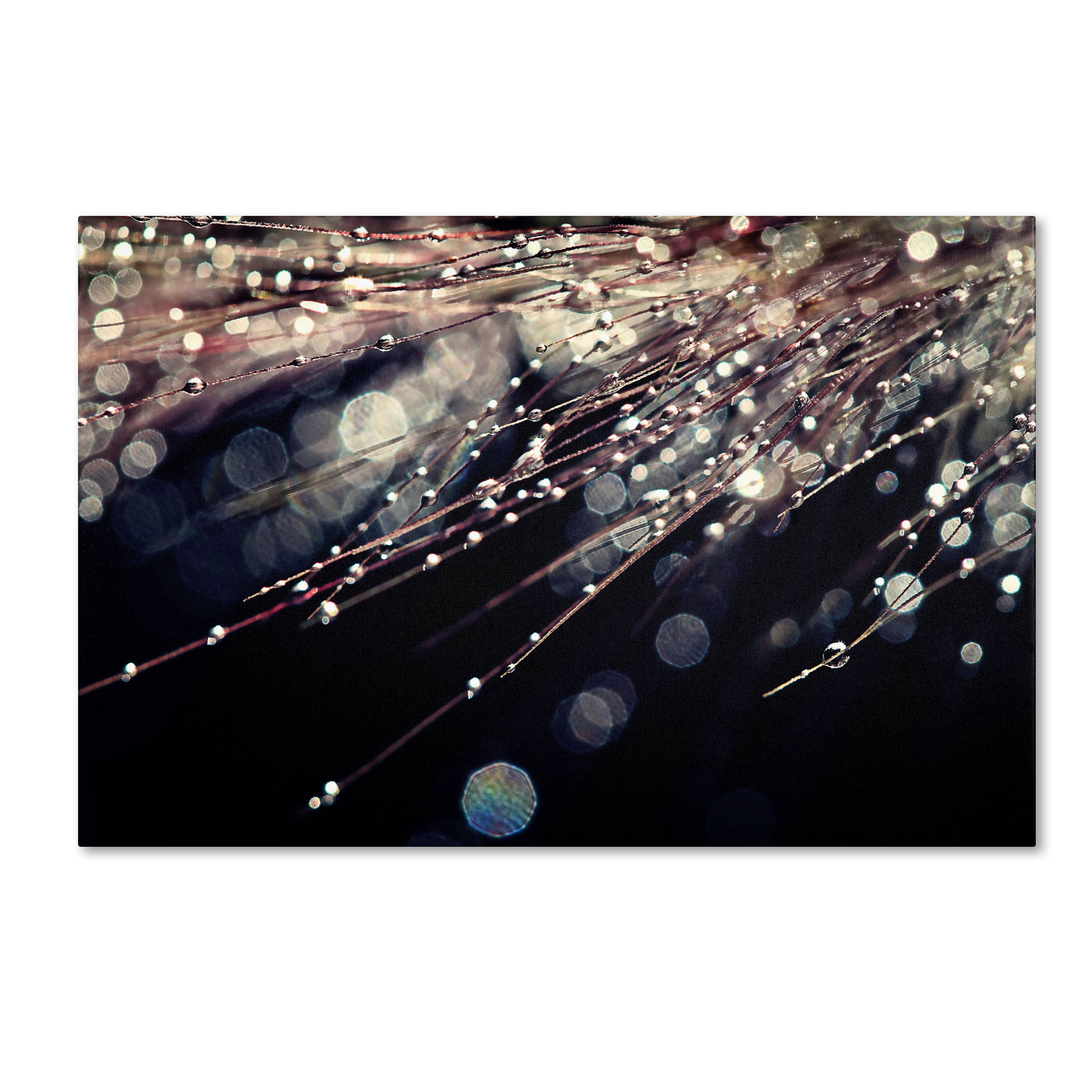 Trademark Global Beata Czyzowska Young ’Little Wonders’ Canvas Art Trademark Global Beata Czyzowska Young ’Little Wonders’ Canvas Art