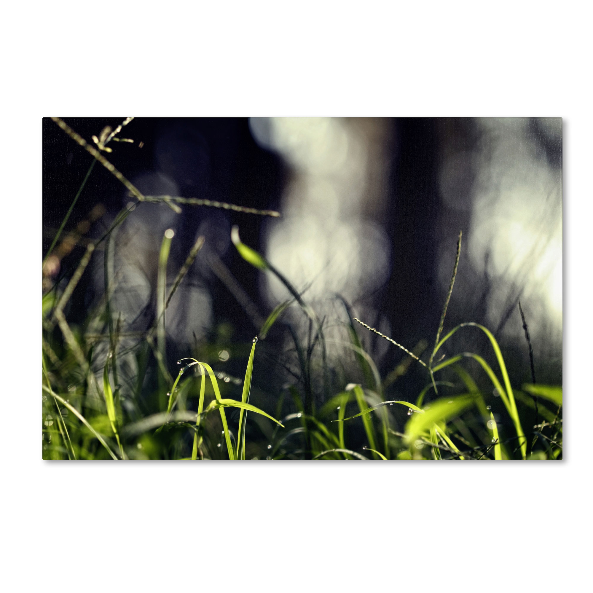 Trademark Global Beata Czyzowska Young ’Morning Secrets’ Canvas Art Trademark Global Beata Czyzowska Young ’Morning Secrets’ Canvas Art