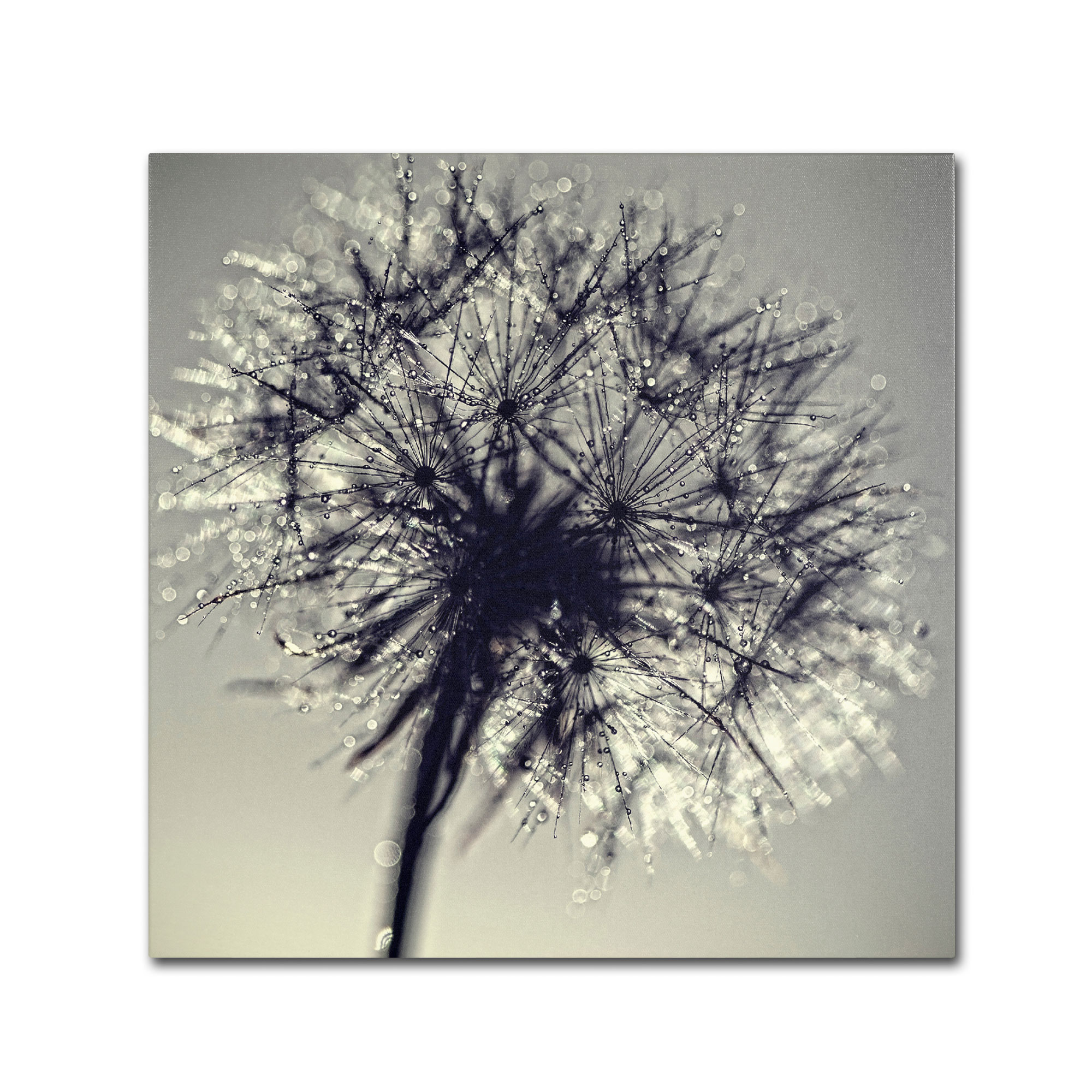 Trademark Global Beata Czyzowska Young ’Morning Sparkles’ Canvas Art Trademark Global Beata Czyzowska Young ’Morning Sparkles’ Canvas Art