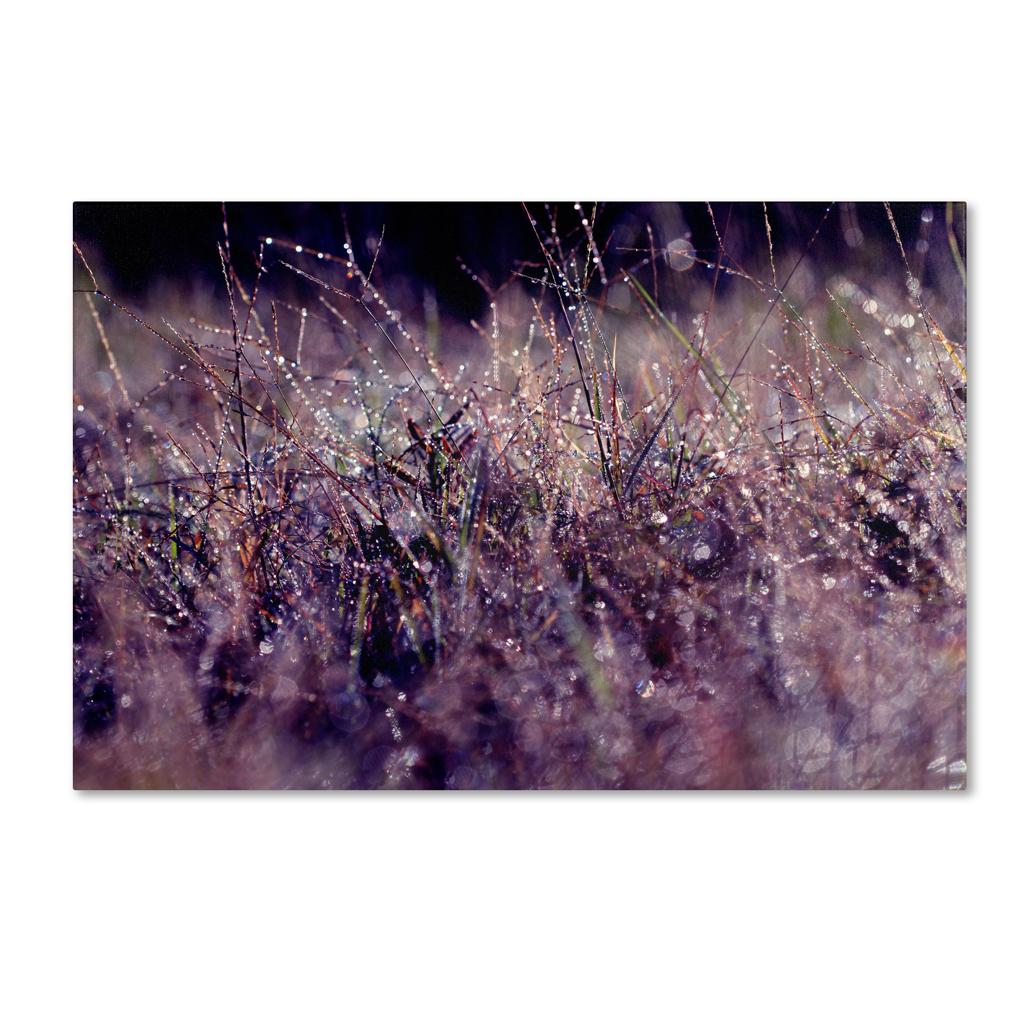 Trademark Global Beata Czyzowska Young ’Purple Rain’ Canvas Art, Purple Trademark Global Beata Czyzowska Young ’Purple Rain’ Canvas Art, Purple