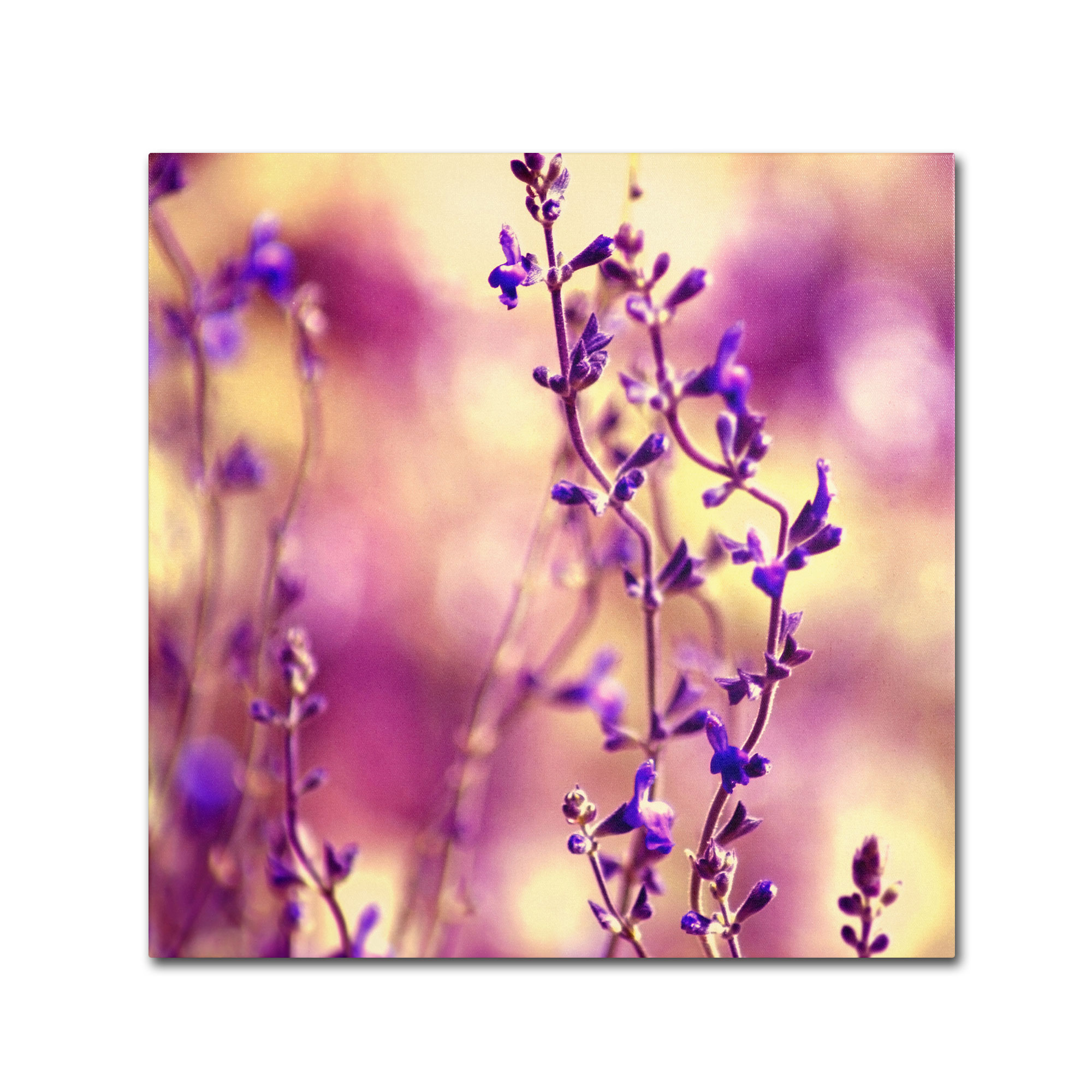 Trademark Global Beata Czyzowska Young ’Summer Melodies’ Canvas Art Trademark Global Beata Czyzowska Young ’Summer Melodies’ Canvas Art
