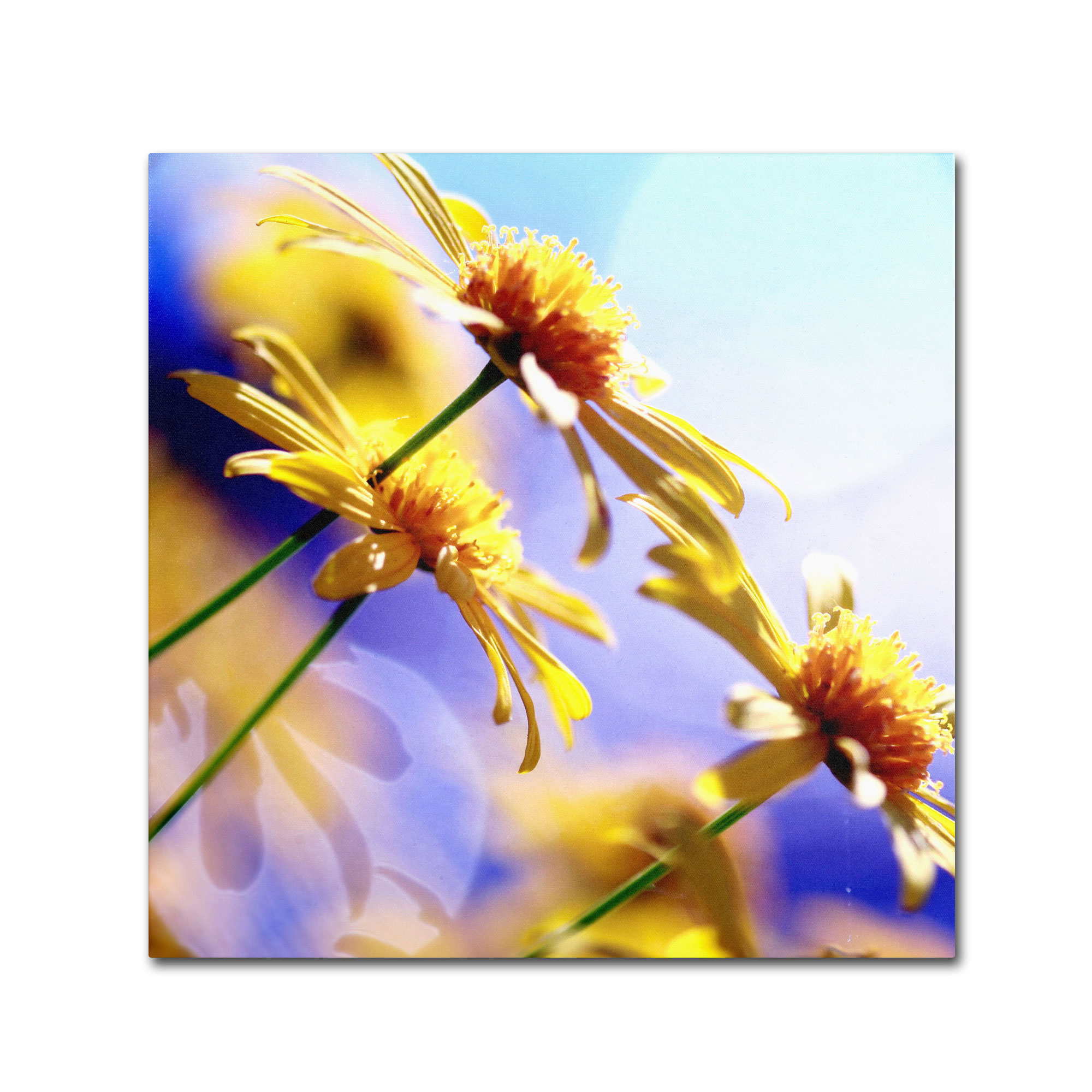 Trademark Global Beata Czyzowska Young ’Sunny Days’ Canvas Art Trademark Global Beata Czyzowska Young ’Sunny Days’ Canvas Art
