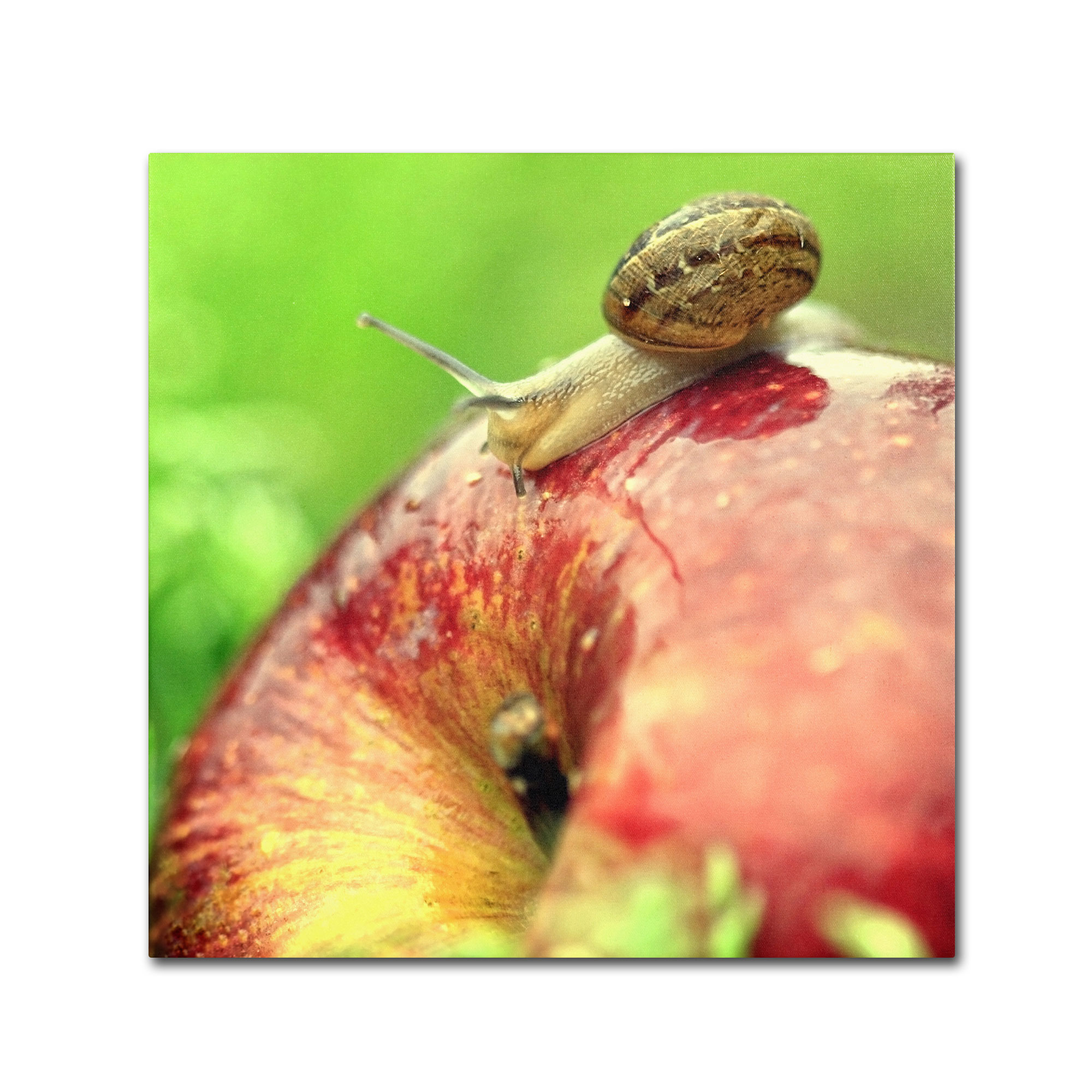 Trademark Global Beata Czyzowska Young ’The Very Hungry Snail’ Canvas Art Trademark Global Beata Czyzowska Young ’The Very Hungry Snail’ Canvas Art