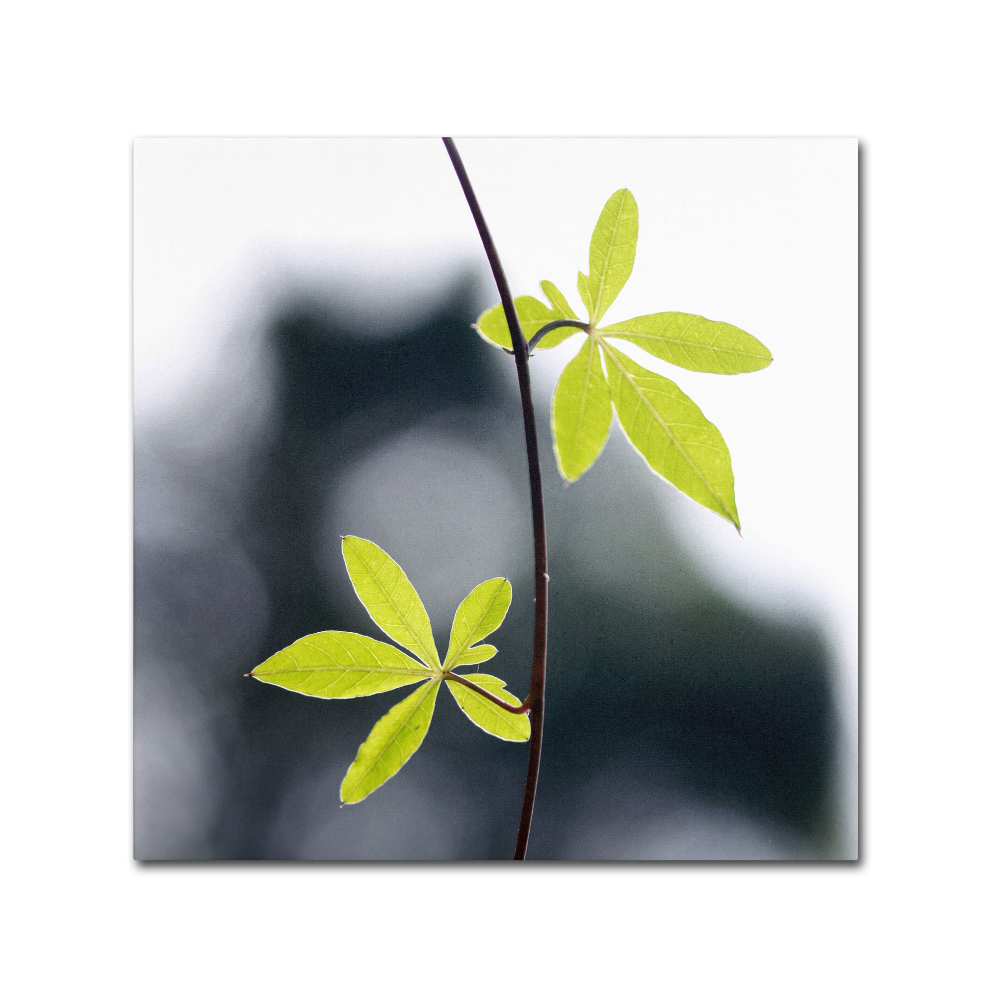Trademark Global Beata Czyzowska Young ’Two of Us’ Canvas Art Trademark Global Beata Czyzowska Young ’Two of Us’ Canvas Art