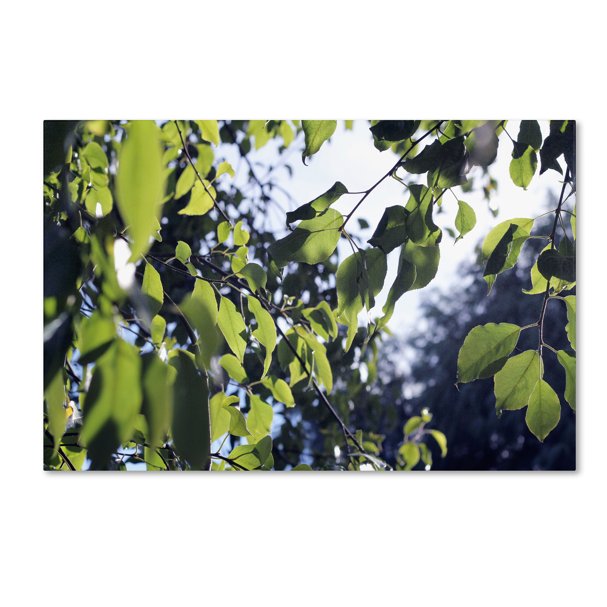 Trademark Global Beata Czyzowska Young ’Whispers of Summer’ Canvas Art Trademark Global Beata Czyzowska Young ’Whispers of Summer’ Canvas Art