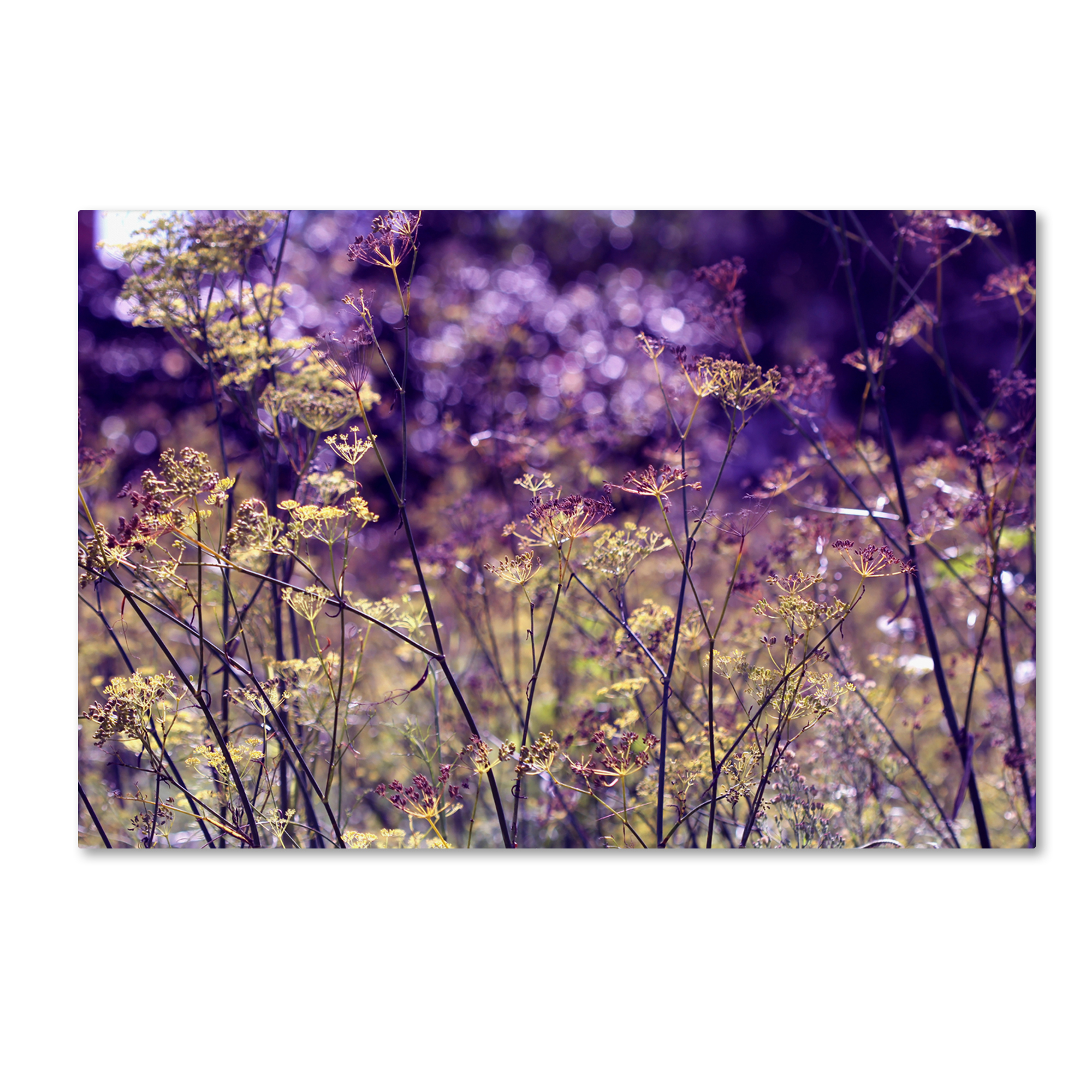 Trademark Global Beata Czyzowska Young ’A Morning to Remember’ Canvas Art Trademark Global Beata Czyzowska Young ’A Morning to Remember’ Canvas Art