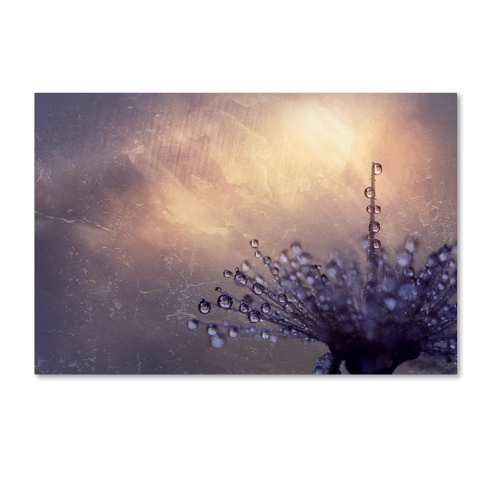 Trademark Global Beata Czyzowska Young ’All the Good Wishes’ Canvas Art Trademark Global Beata Czyzowska Young ’All the Good Wishes’ Canvas Art