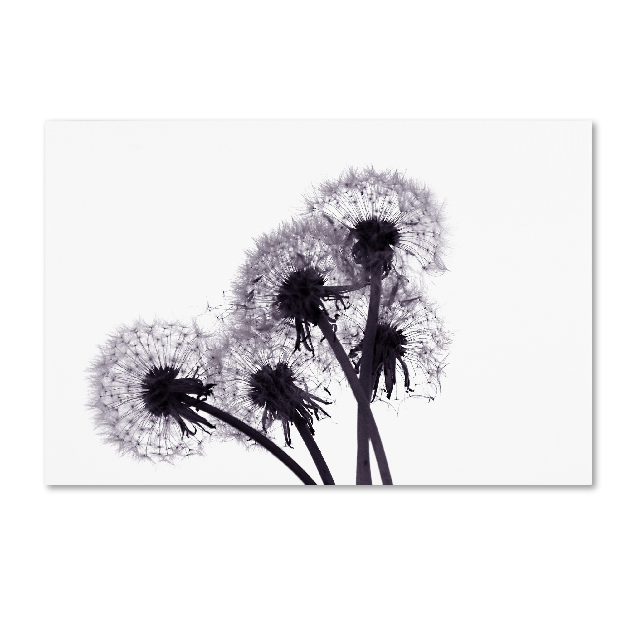 Trademark Global Beata Czyzowska Young ’Bunch of Wishes’ Canvas Art Trademark Global Beata Czyzowska Young ’Bunch of Wishes’ Canvas Art