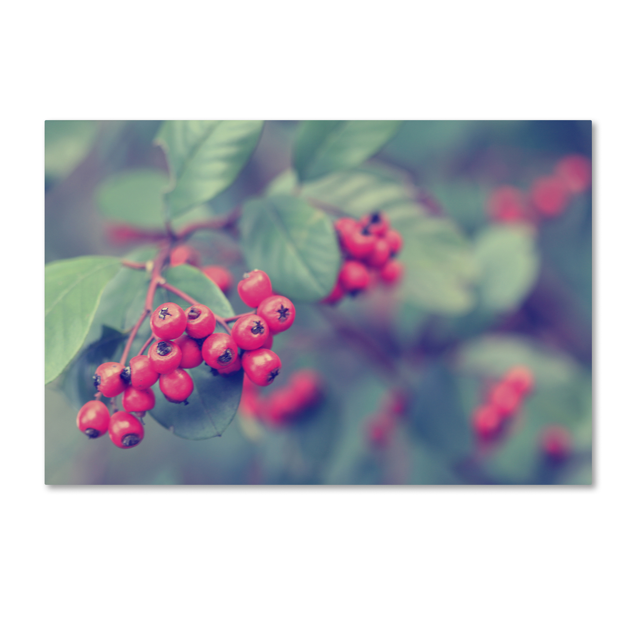 Trademark Global Beata Czyzowska Young ’Berrylicious’ Canvas Art Trademark Global Beata Czyzowska Young ’Berrylicious’ Canvas Art