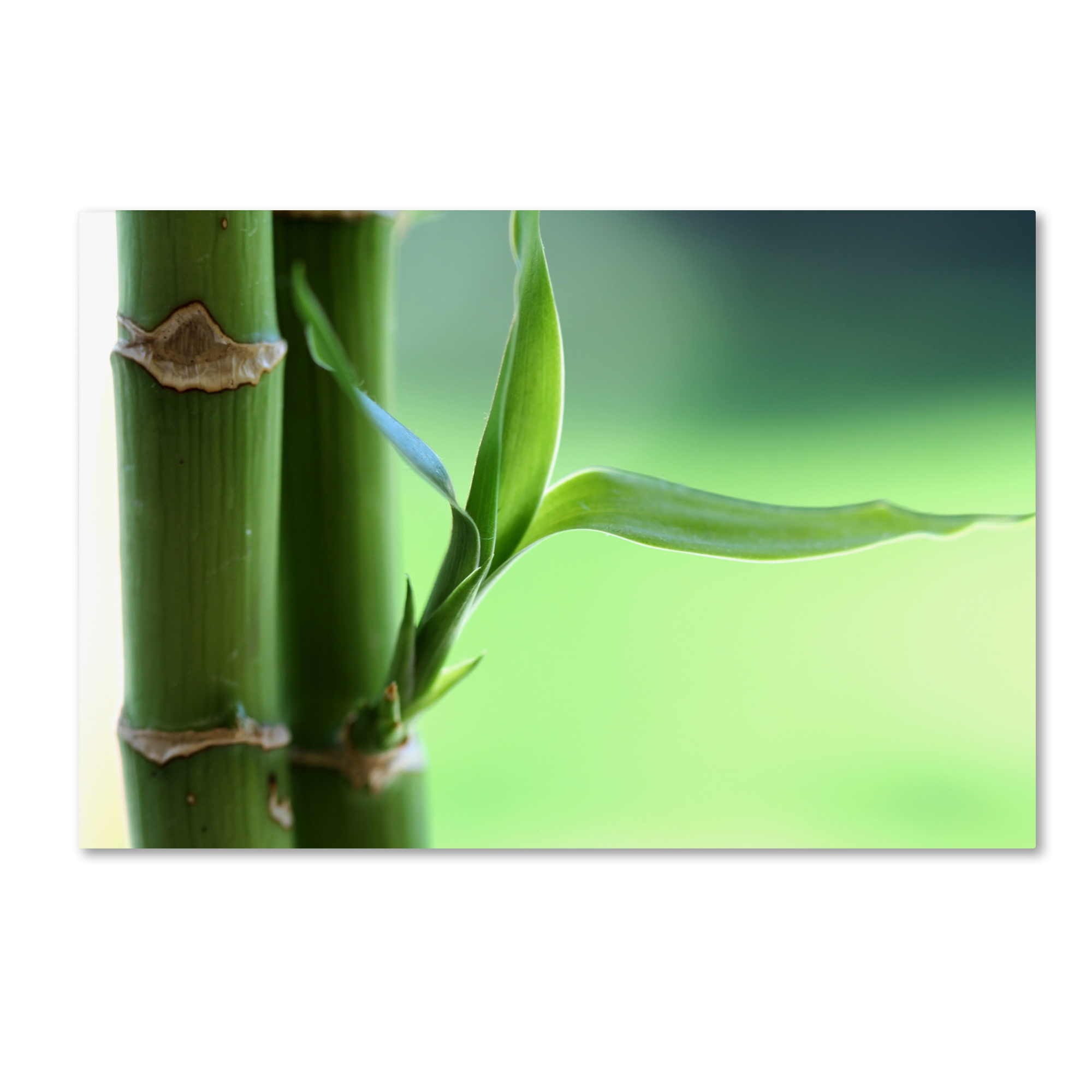 Trademark Global Beata Czyzowska Young ’Green Dream’ Canvas Art, Green Trademark Global Beata Czyzowska Young ’Green Dream’ Canvas Art, Green