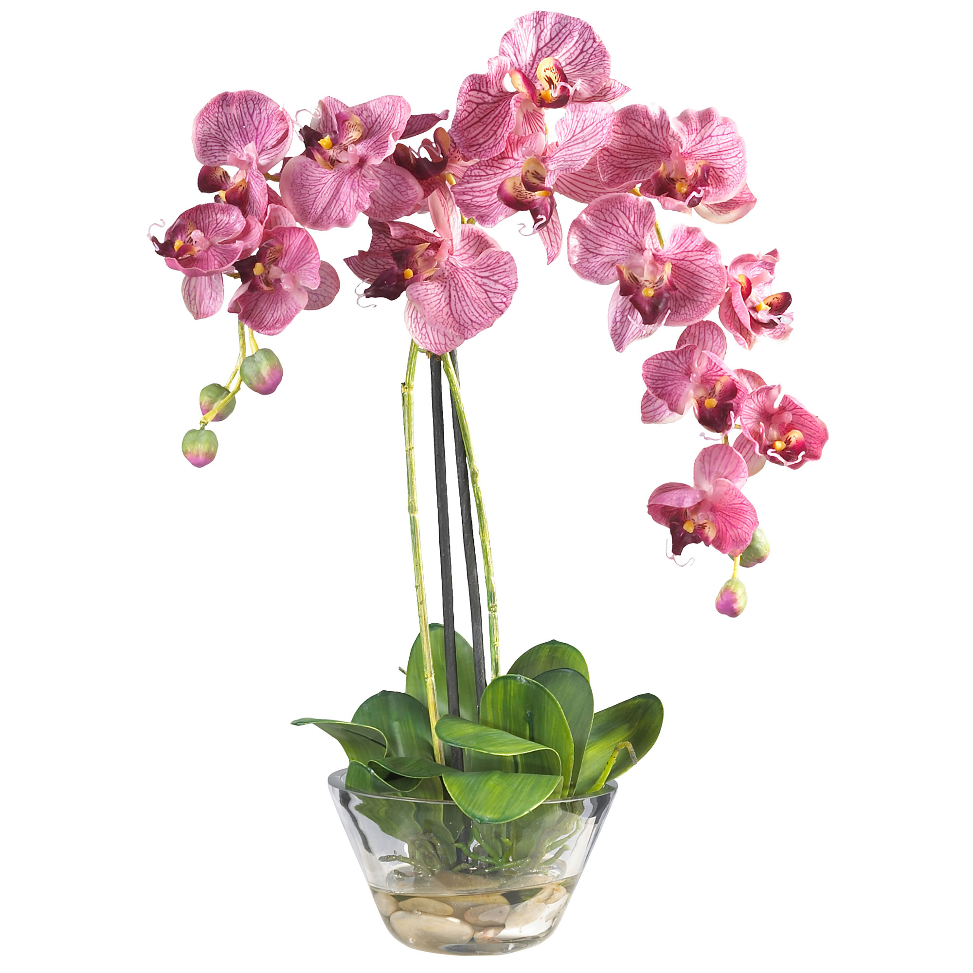 Купить орхидею в саратове. Орхидея фаленопсис. Орхидея Мальва фаленопсис. Фаленопсис Калипсо. Фаленопсис Mirach.