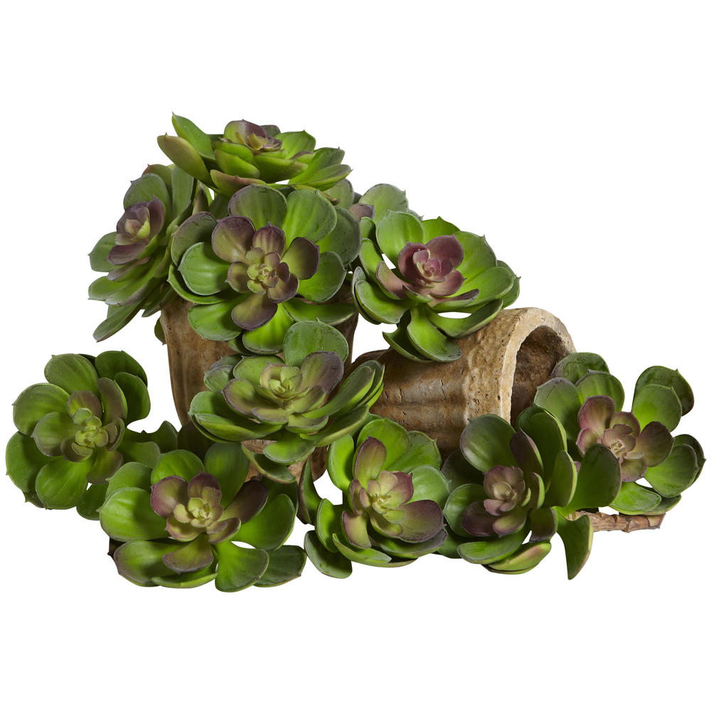 5" Echeveria Succulent Plant (Set of 12)