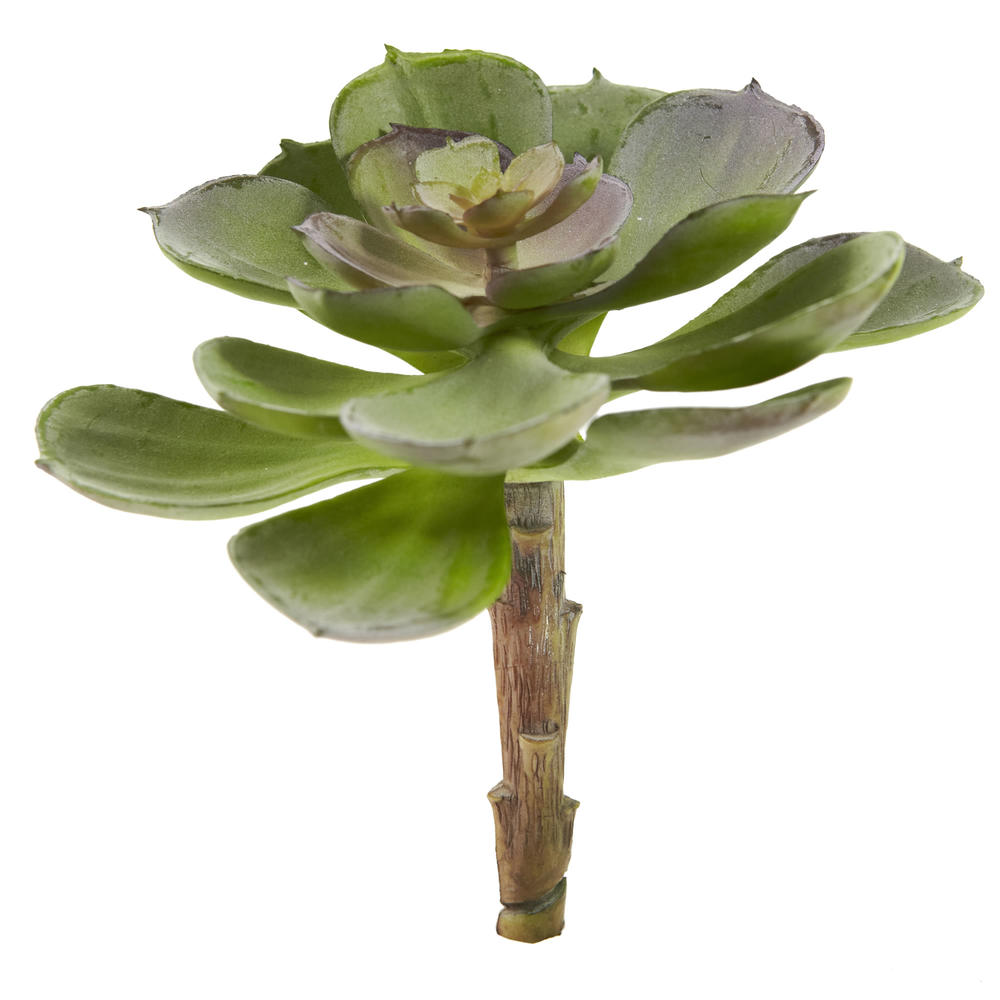 5&#8221; Echeveria Succulent Plant (Set of 12)