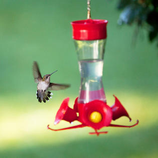 Perky Pet Pinch Waist Glass Hummingbird Feeder With Free Nectar