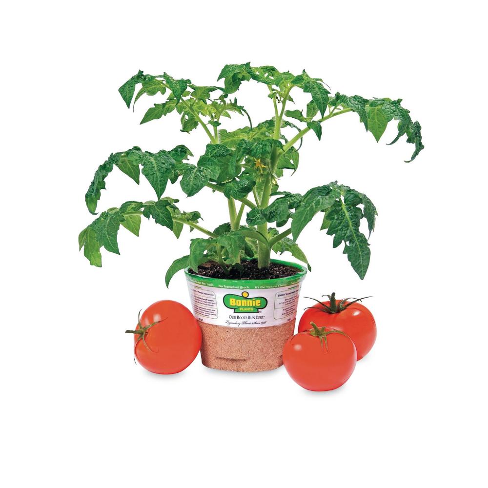 5IN PREM VEG 5 Inch premium Vegetable Tomato Bonnie Select