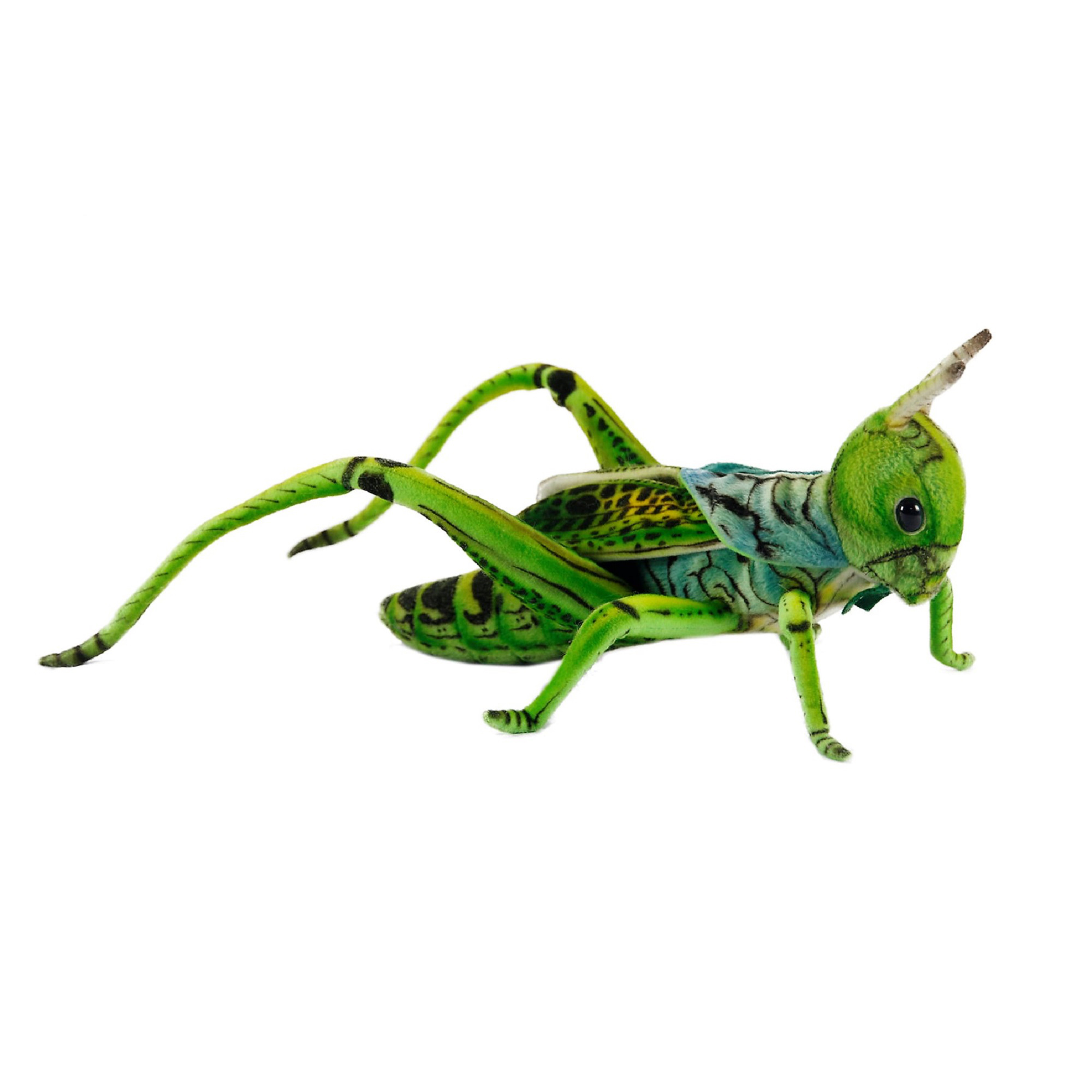 hansa Green Grasshopper