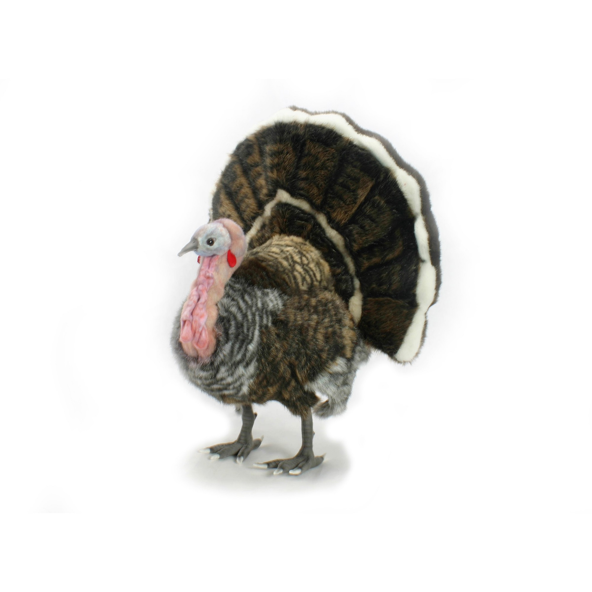 hansa Medium Turkey