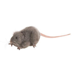 hansa mouse plush, gray, 36 months to 1200 months