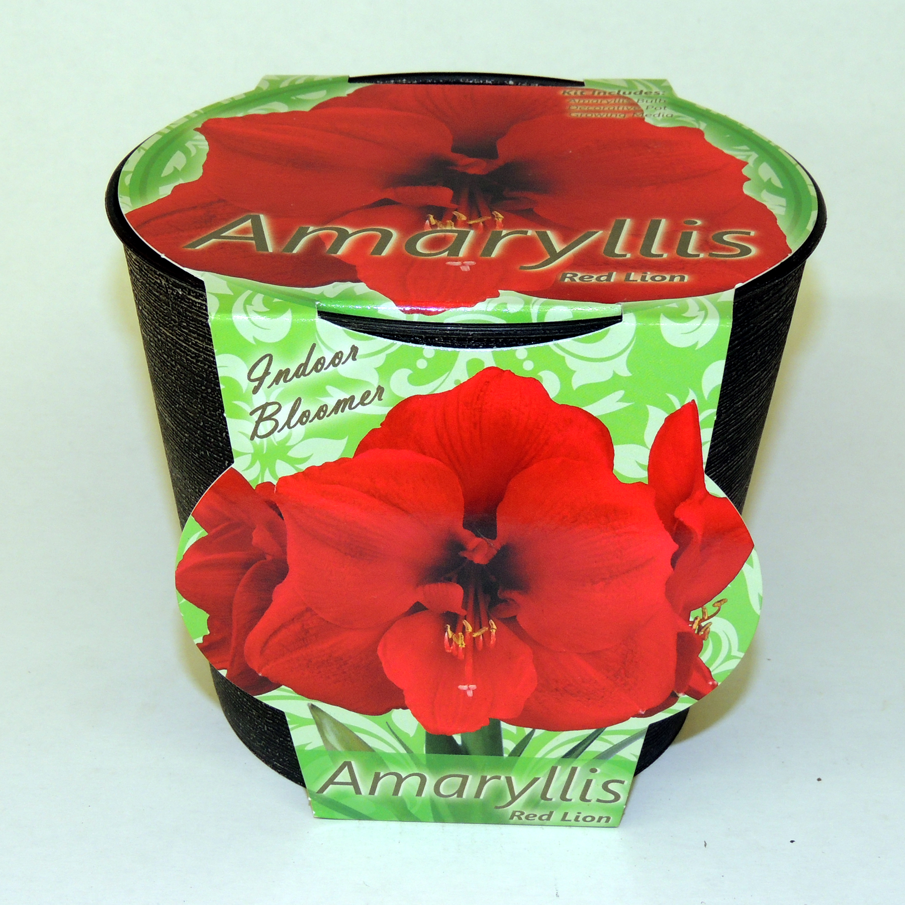 02849 Amaryllis ‘Red Lion’ Bulbs 02849 Amaryllis ‘Red Lion’ Bulbs