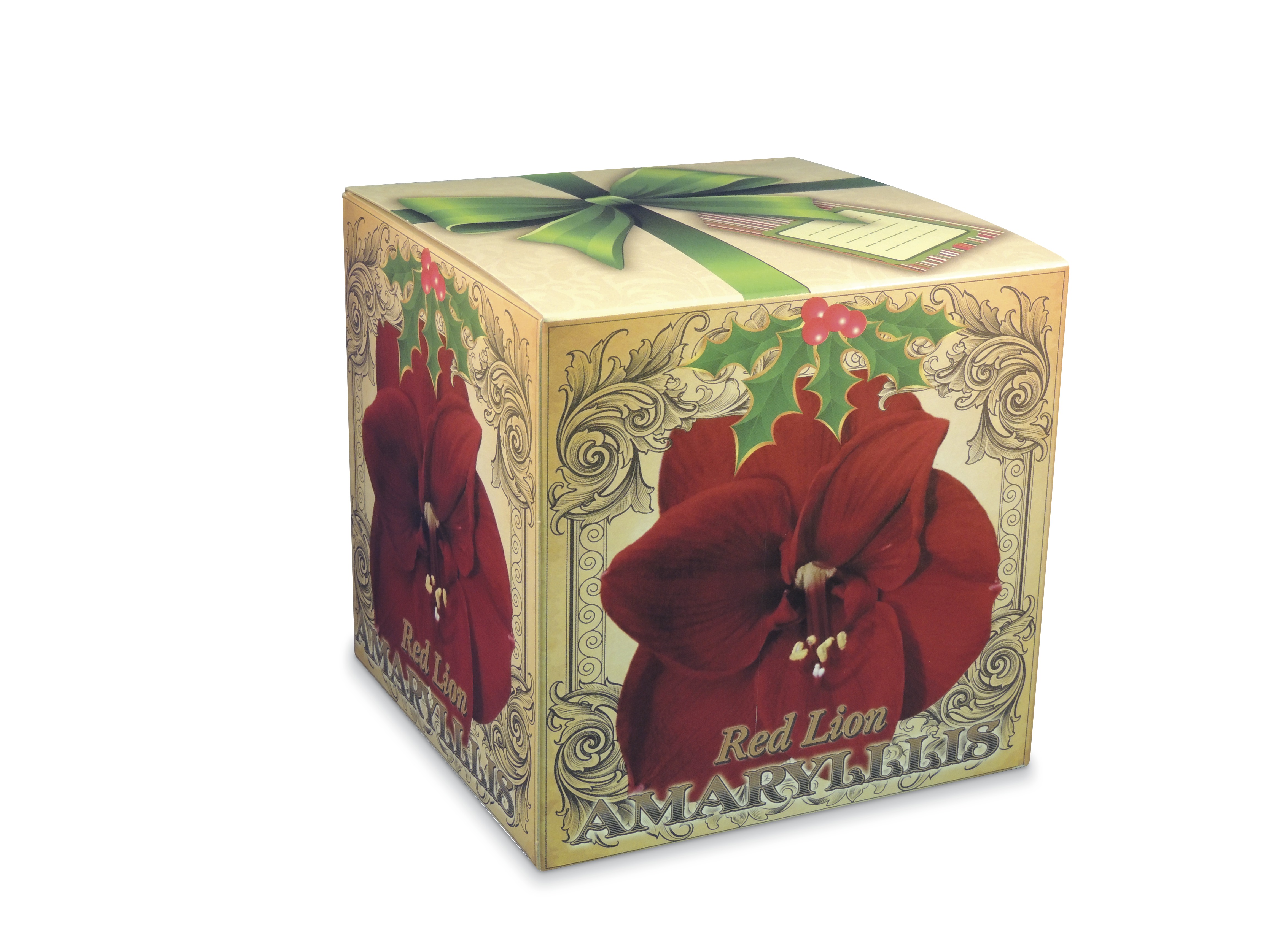28782 1 Pack Amaryllis - Red Lion 28782 1 Pack Amaryllis - Red Lion