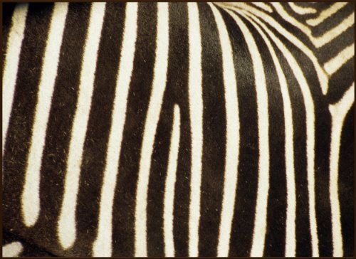 Concord Global  Trading National Geographic Photographic Zebra Stripes 5 Ft. 3 In. x 7 Ft. 3 In. Rectangle Rug