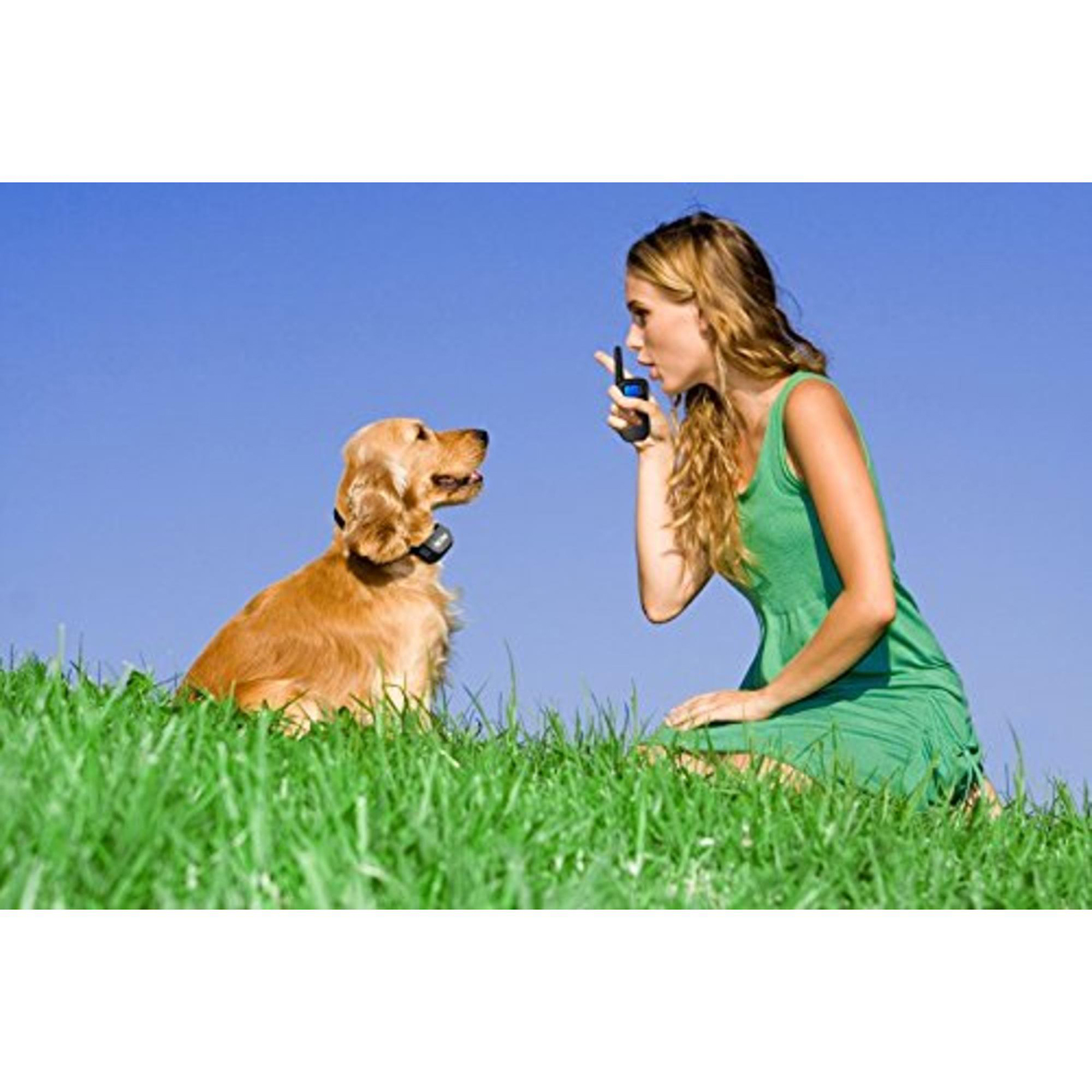 shock collars for little dogs