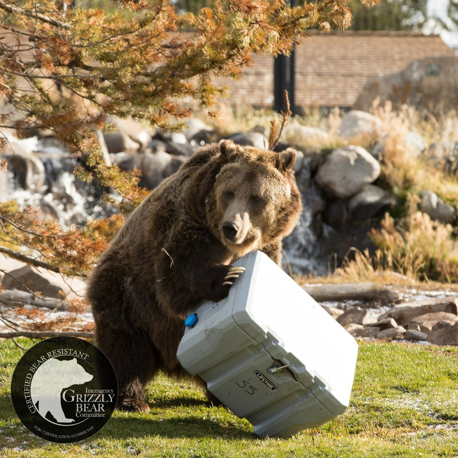 lifetime cooler 55 qt dimensions
