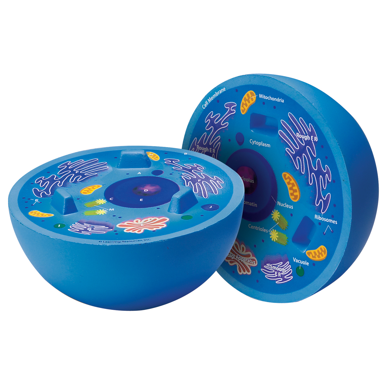 Learning Resources Animal Cell Crosssection Model