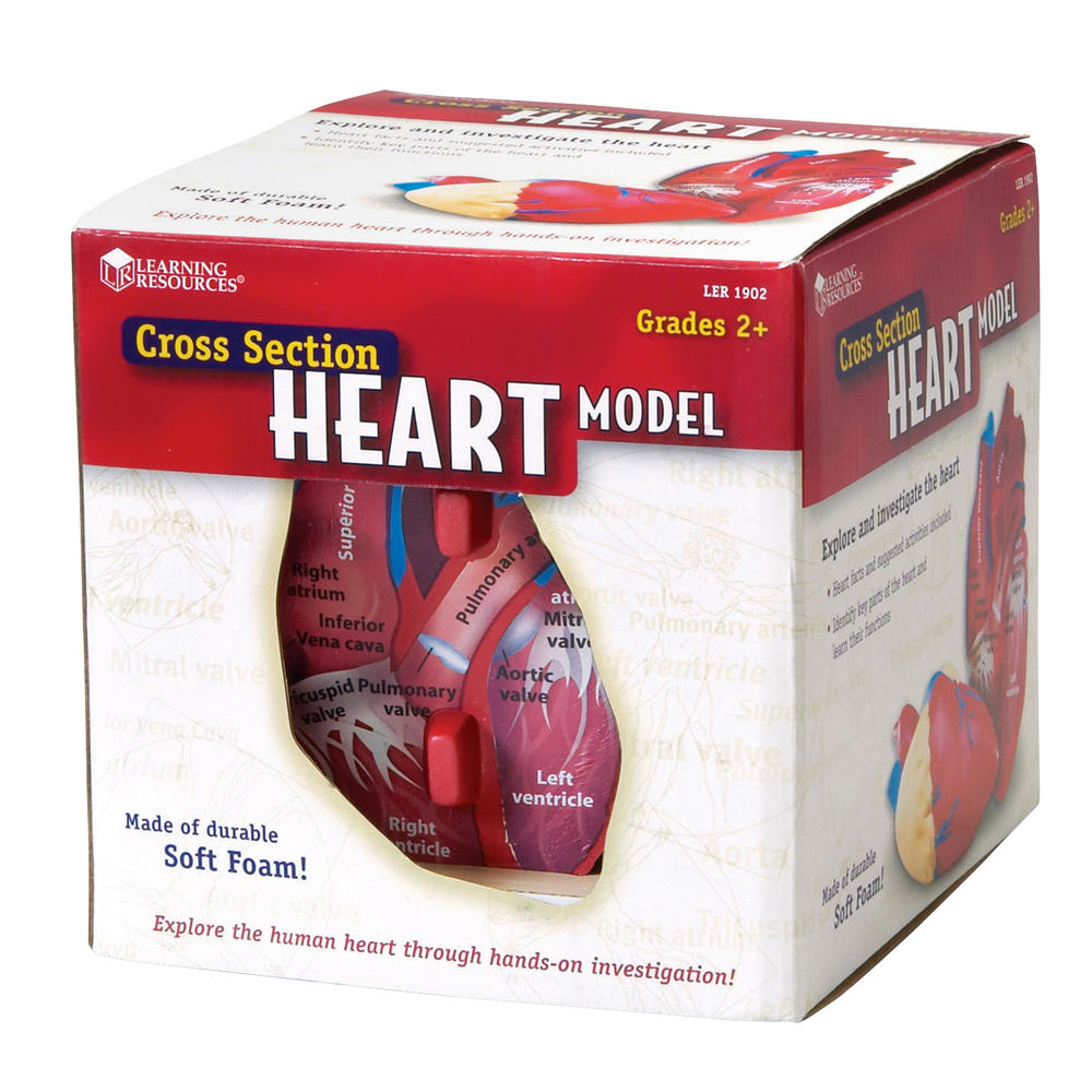 Learning Resources Human Heart Crosssection Model