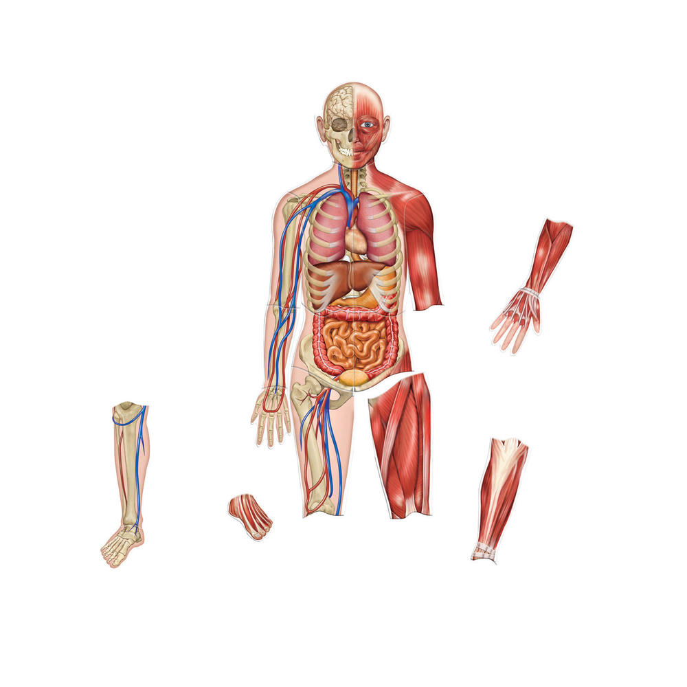 Learning Resources Double-Sided Magnetic Human Body