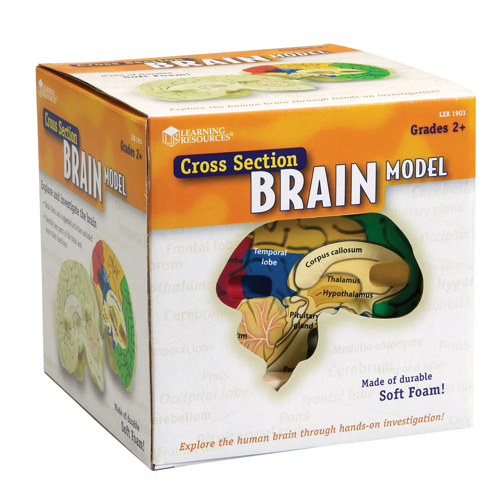 Learning Resources Human Brain Crosssection Model