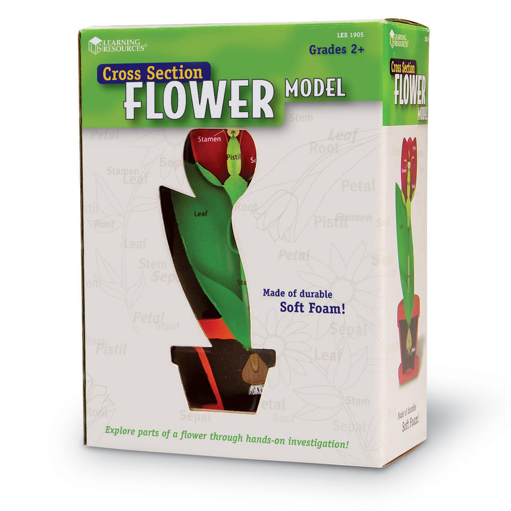 Learning Resources Cross-Section Flower Model