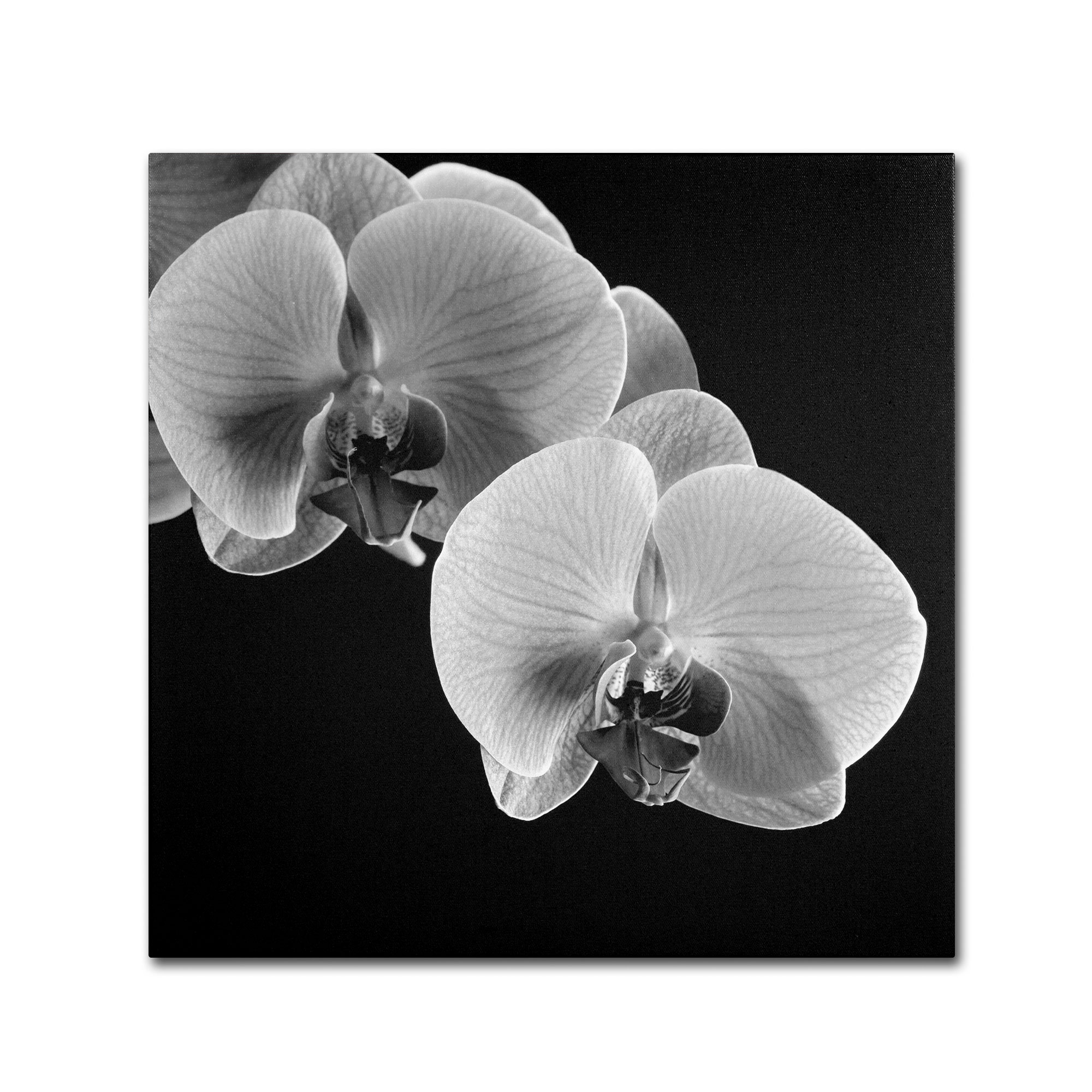 Trademark Global Michael Harrison 'Orchids' Canvas Art