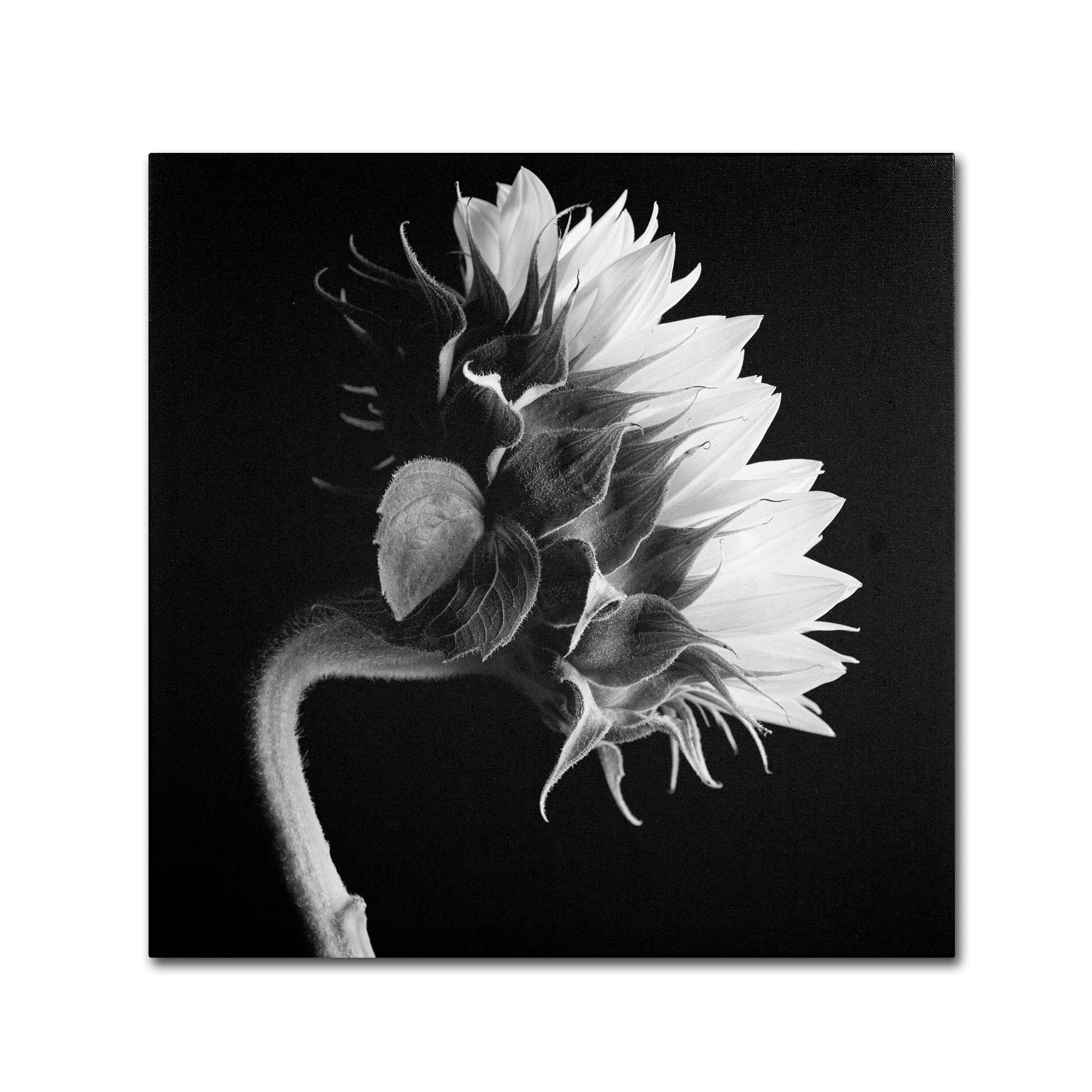 Trademark Global Michael Harrison 'Sunflower' Canvas Art