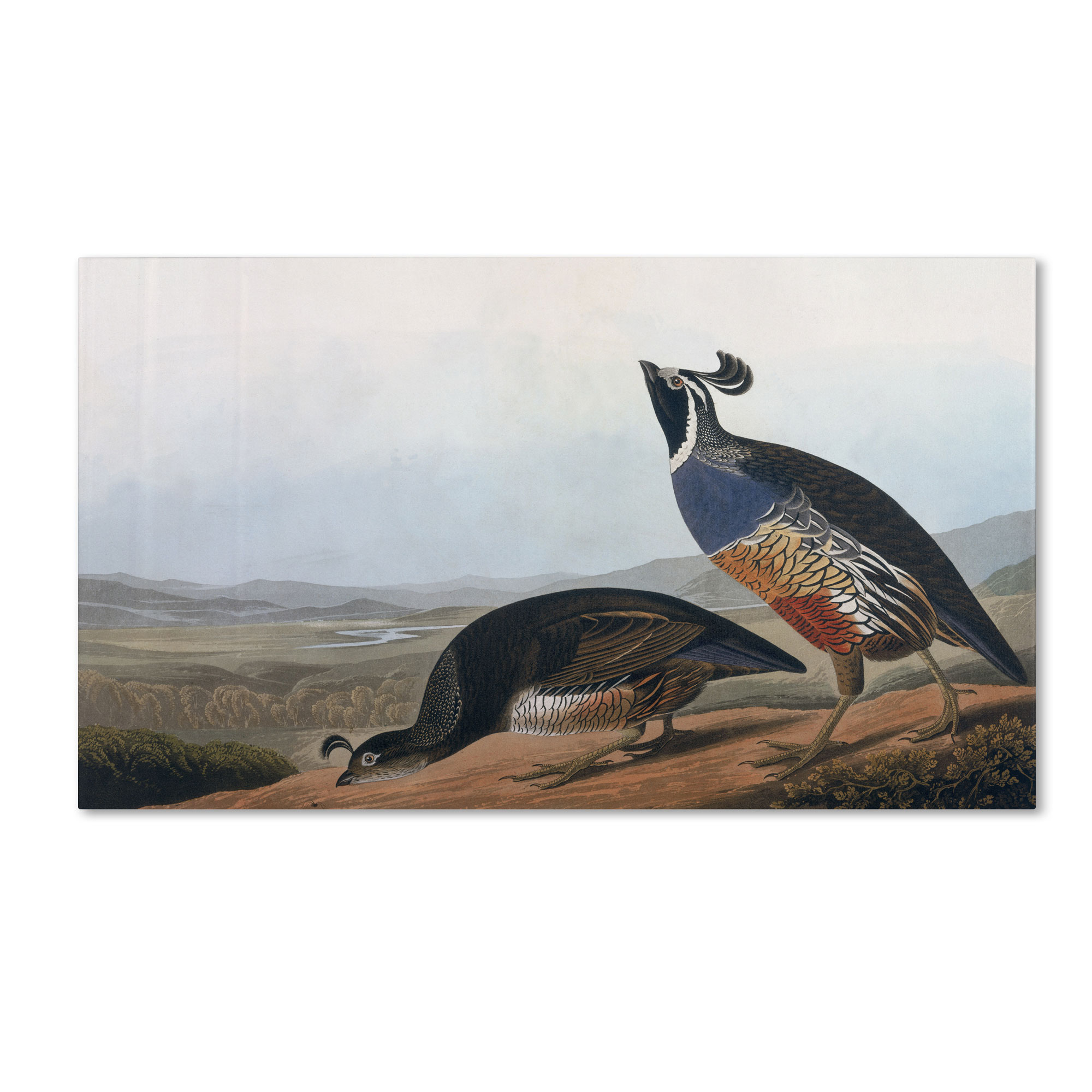 Trademark Global John James Audubon 'Californian Partridge' Canvas Art