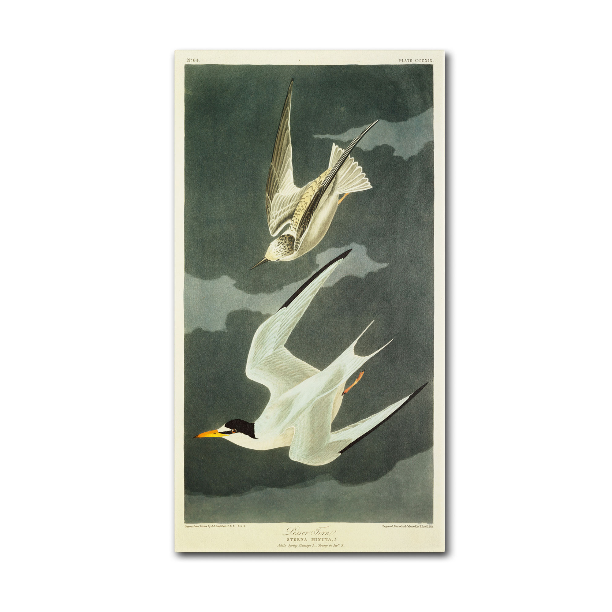 Trademark Global John James Audubon 'Lesser Tern Little Tern' Canvas Art