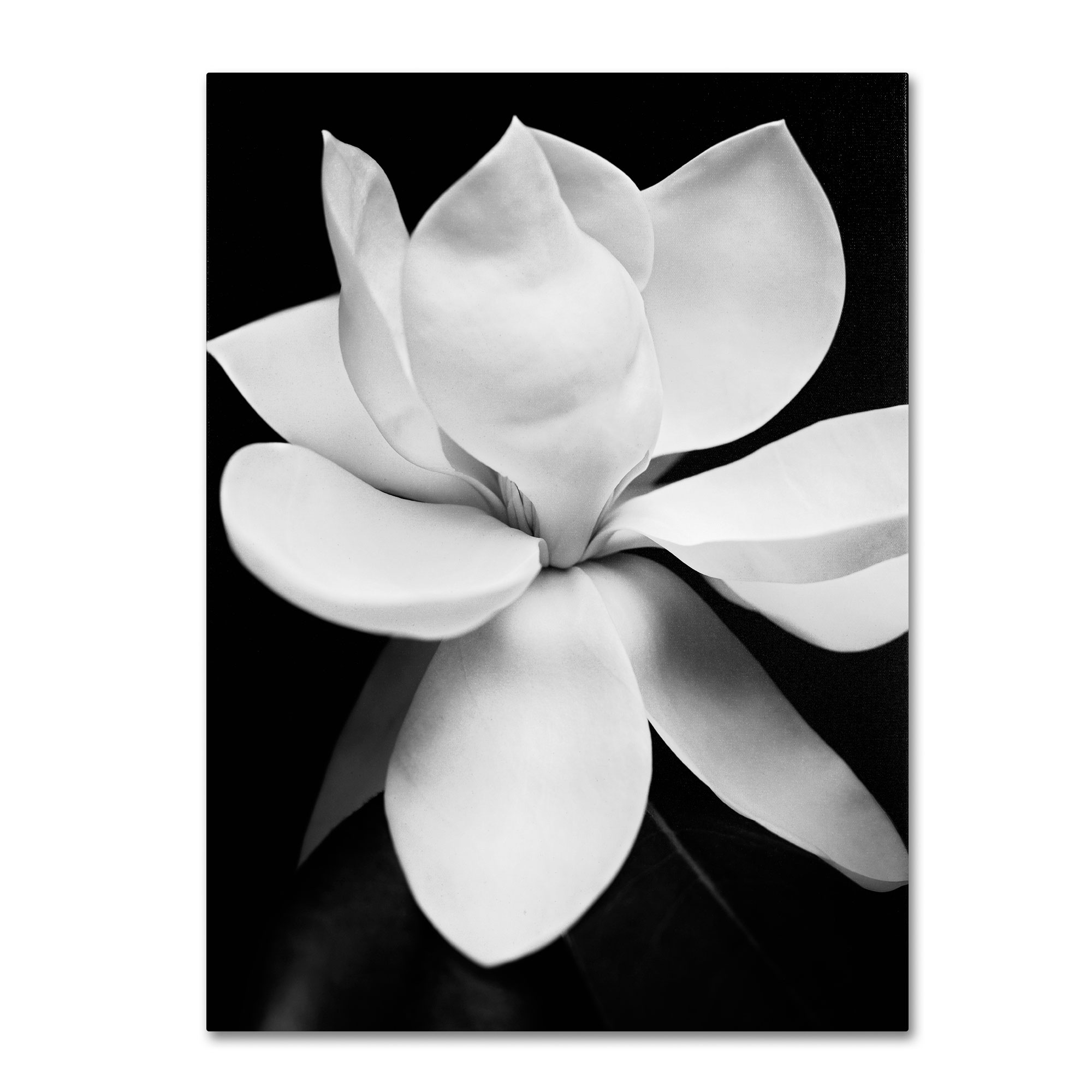 Trademark Global Michael Harrison 'Magnolia' Canvas Art