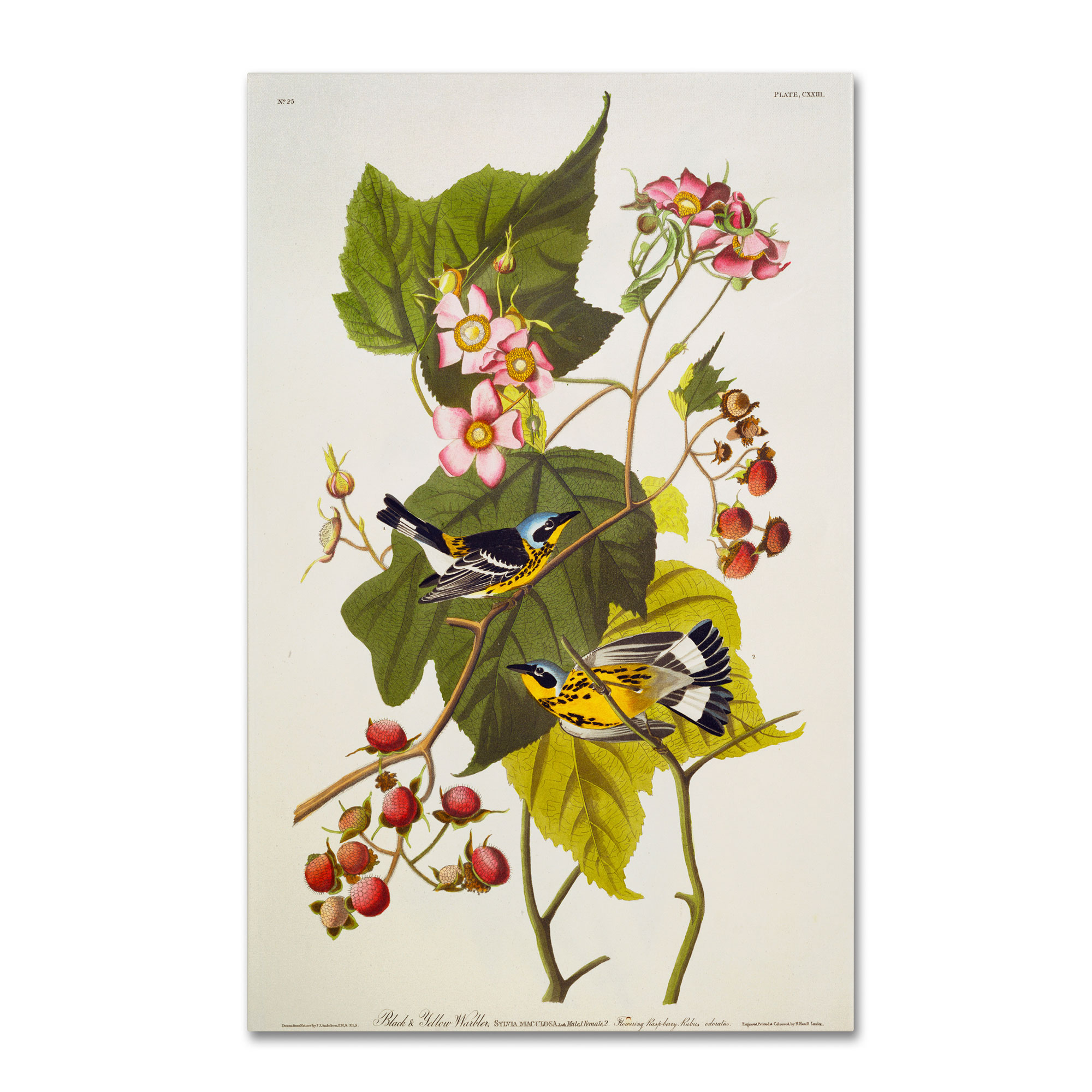 Trademark Global John James Audubon 'Black and Yellow Warbler' Canvas Art