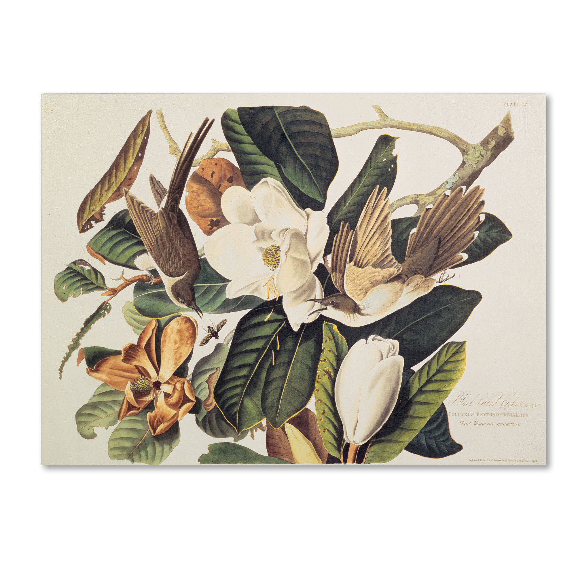 Trademark Global John James Audubon 'Black-Billed Cuckoo' Canvas Art
