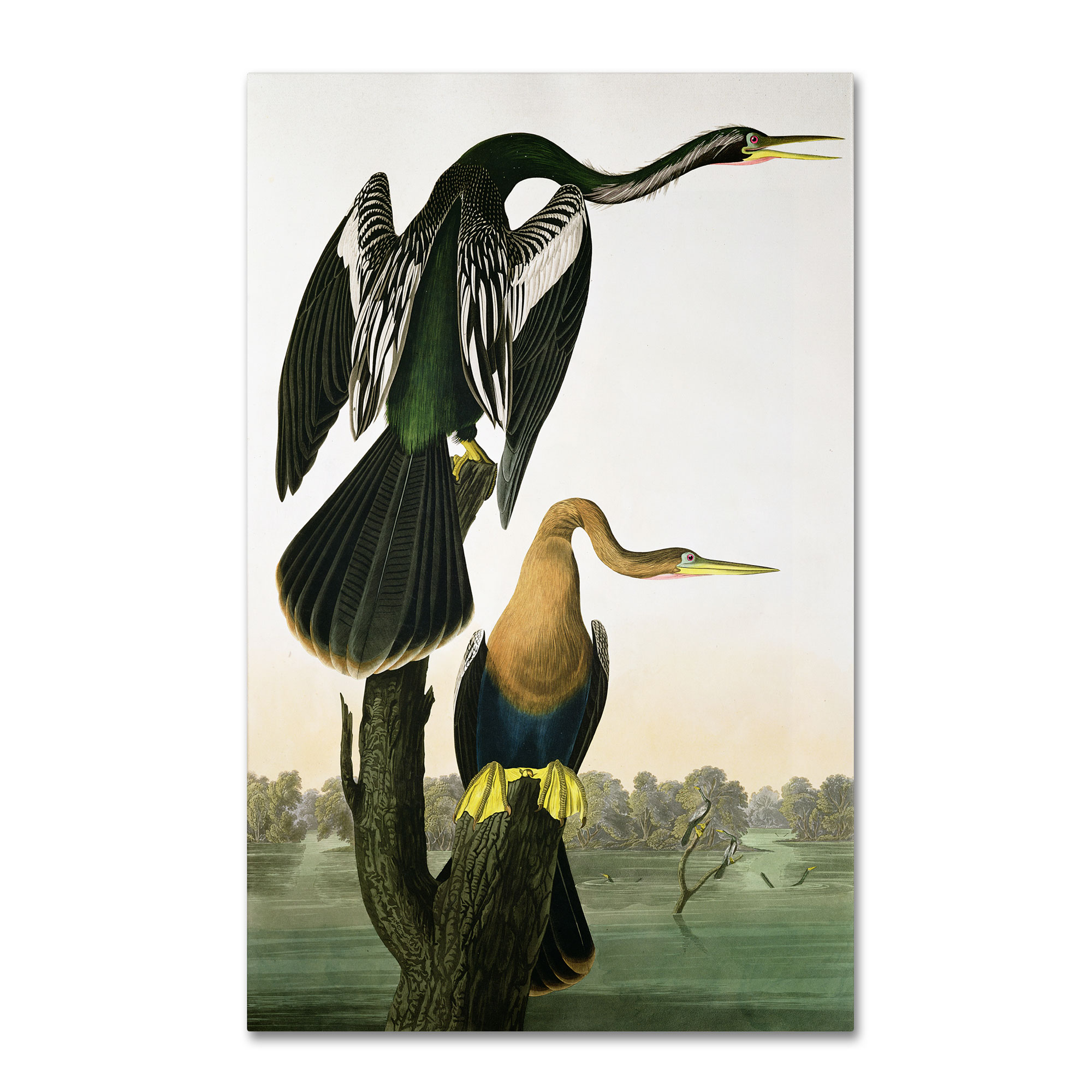 Trademark Global John James Audubon 'Black-Billed Darter' Canvas Art